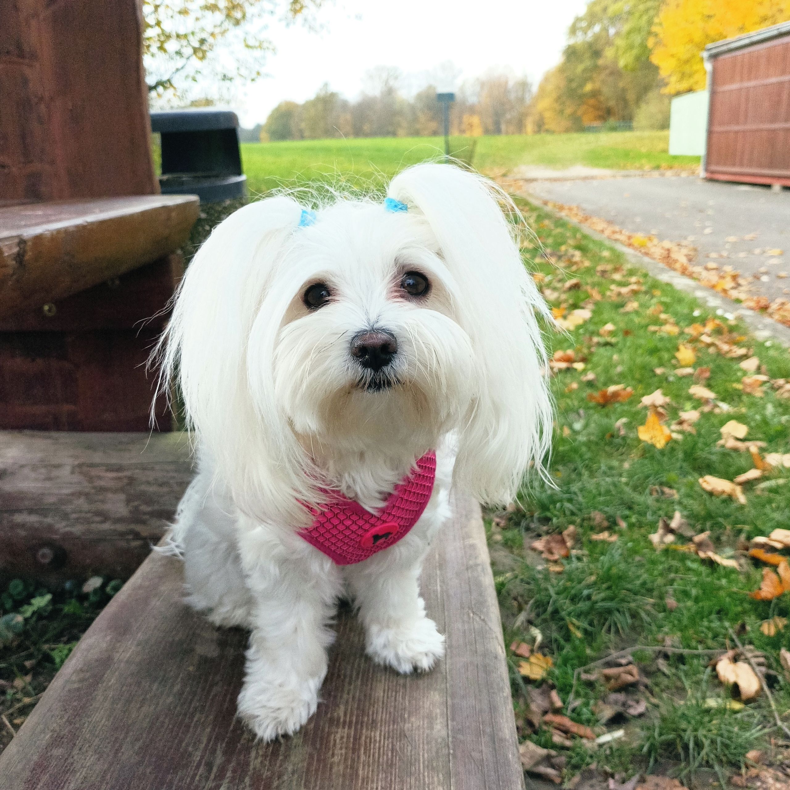 Soutěžní fotografie - Deisi,  Maltézský psík