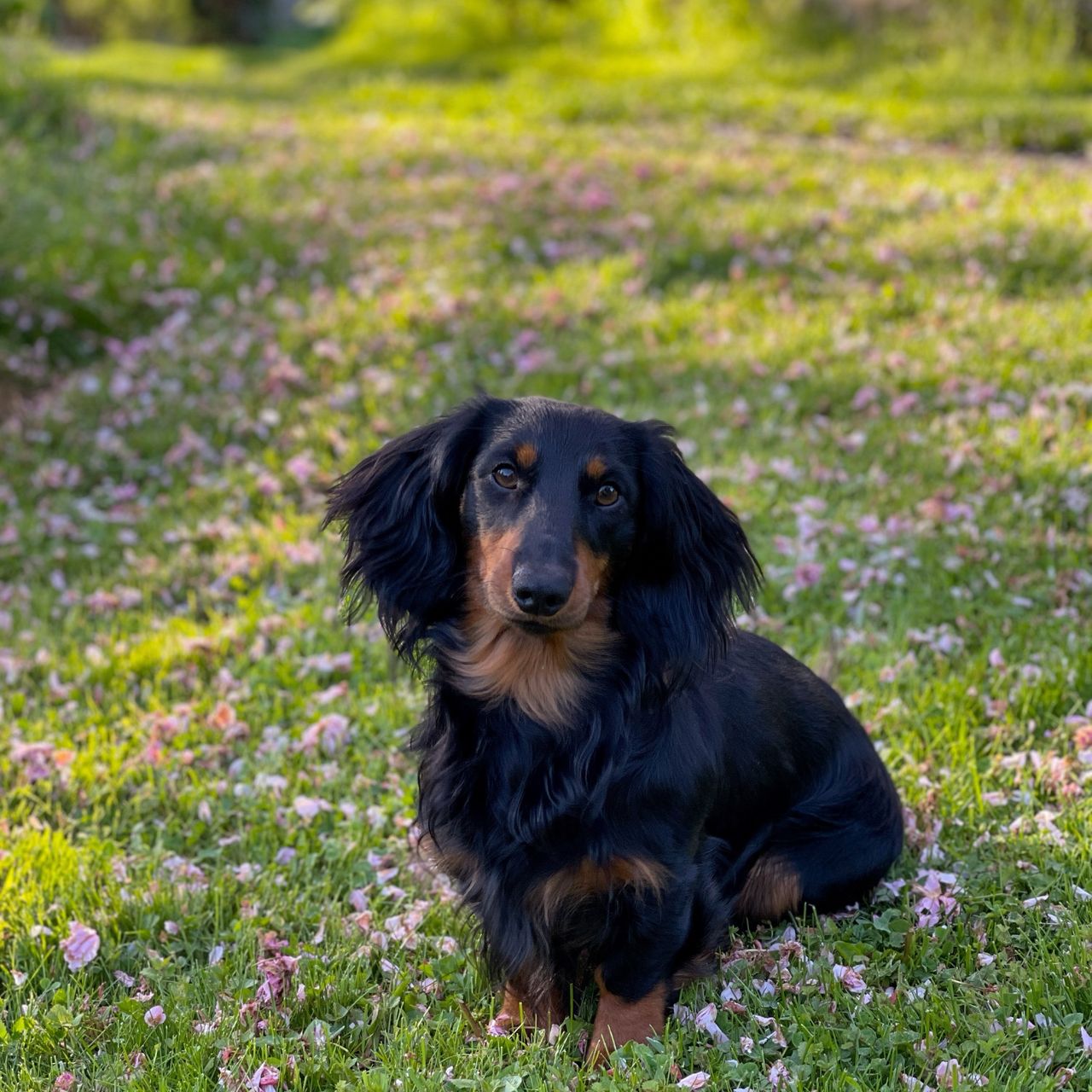 Soutěžní fotografie - Ollie,  Jezevčík