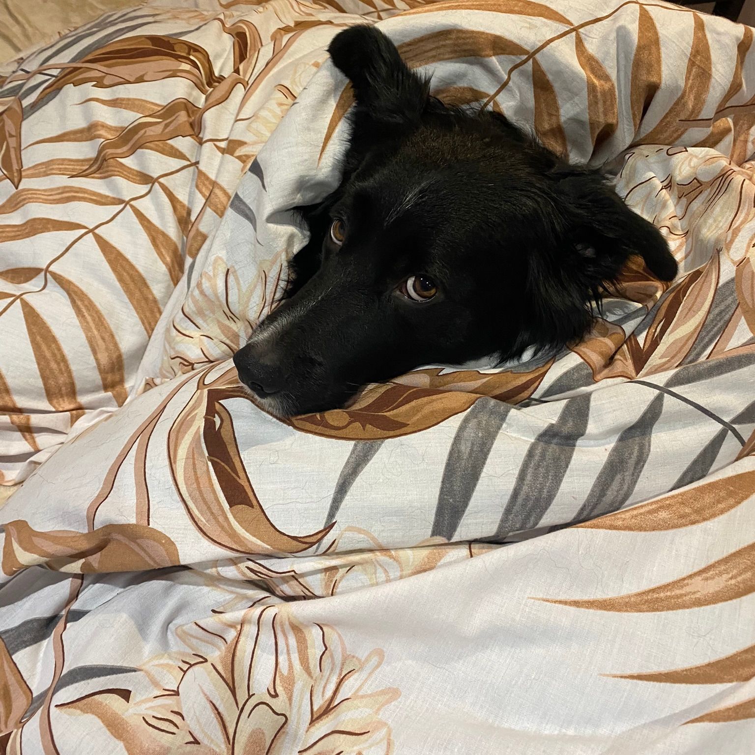 Soutěžní fotografie - Kříža,  Border kolie