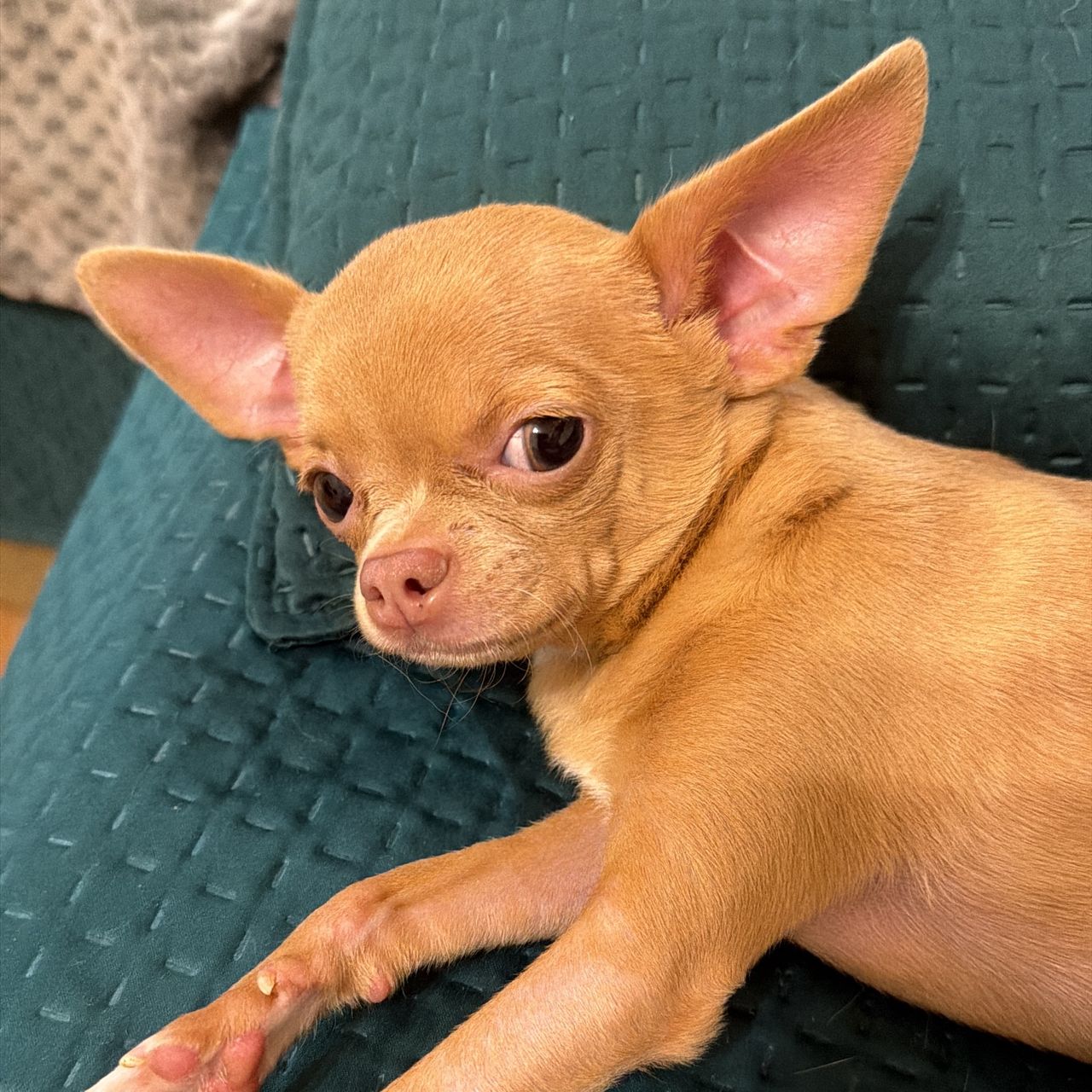 Soutěžní fotografie - Šklíba,  Čivava krátkosrstá