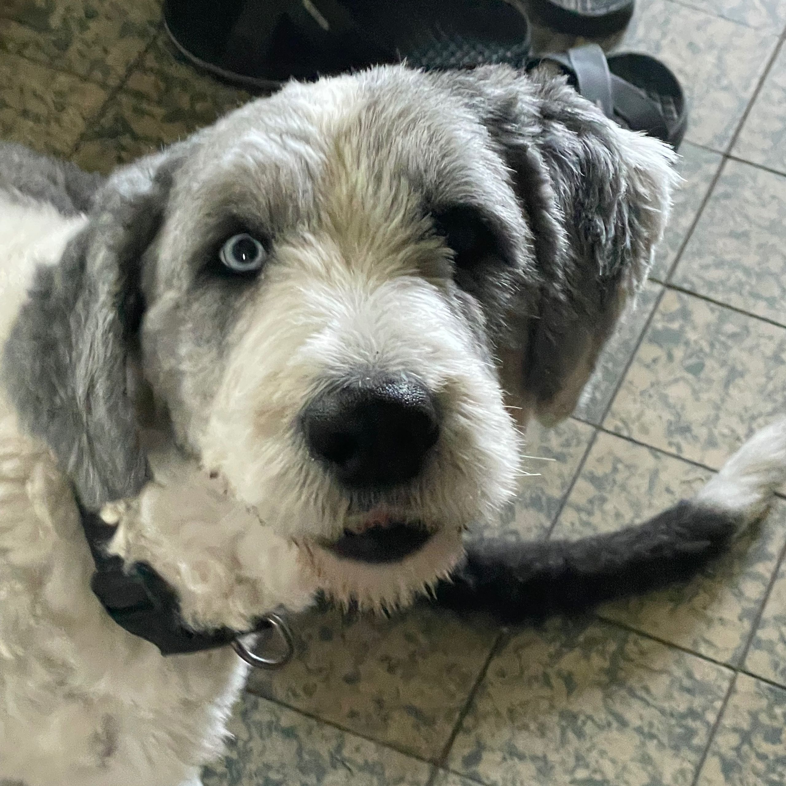 Soutěžní fotografie - Maxmilián,  Bobtail