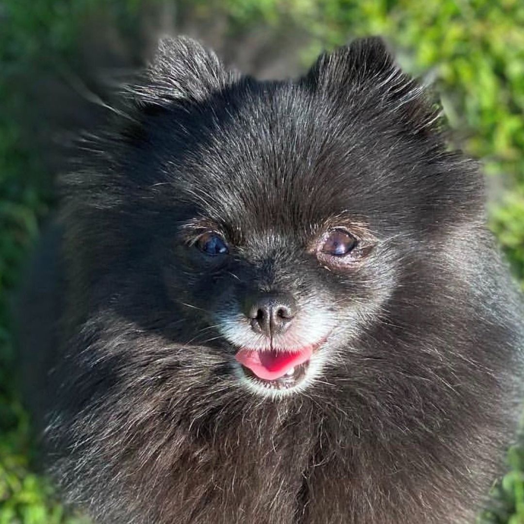 Soutěžní fotografie - Mia,  Německý špic trpasličí