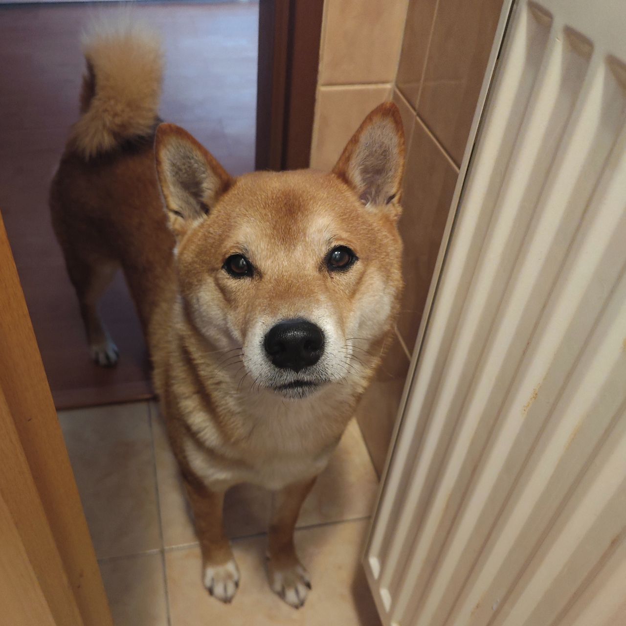 Soutěžní fotografie - Benjamin,  Shiba