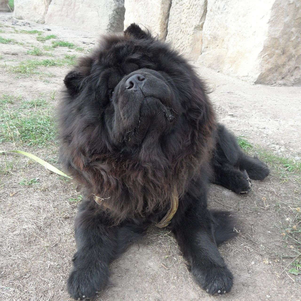Soutěžní fotografie - Akim,  Chow chow