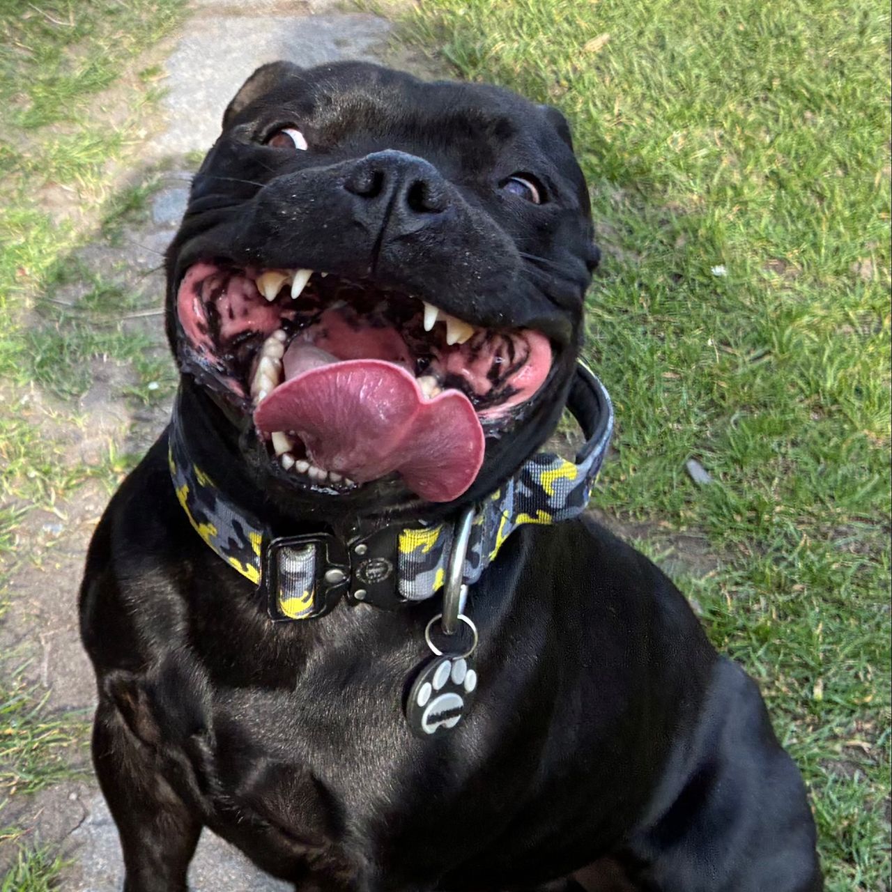 Soutěžní fotografie - Marwin -  Quorthon Ambassador Sun,  Stafordšírský bullterier