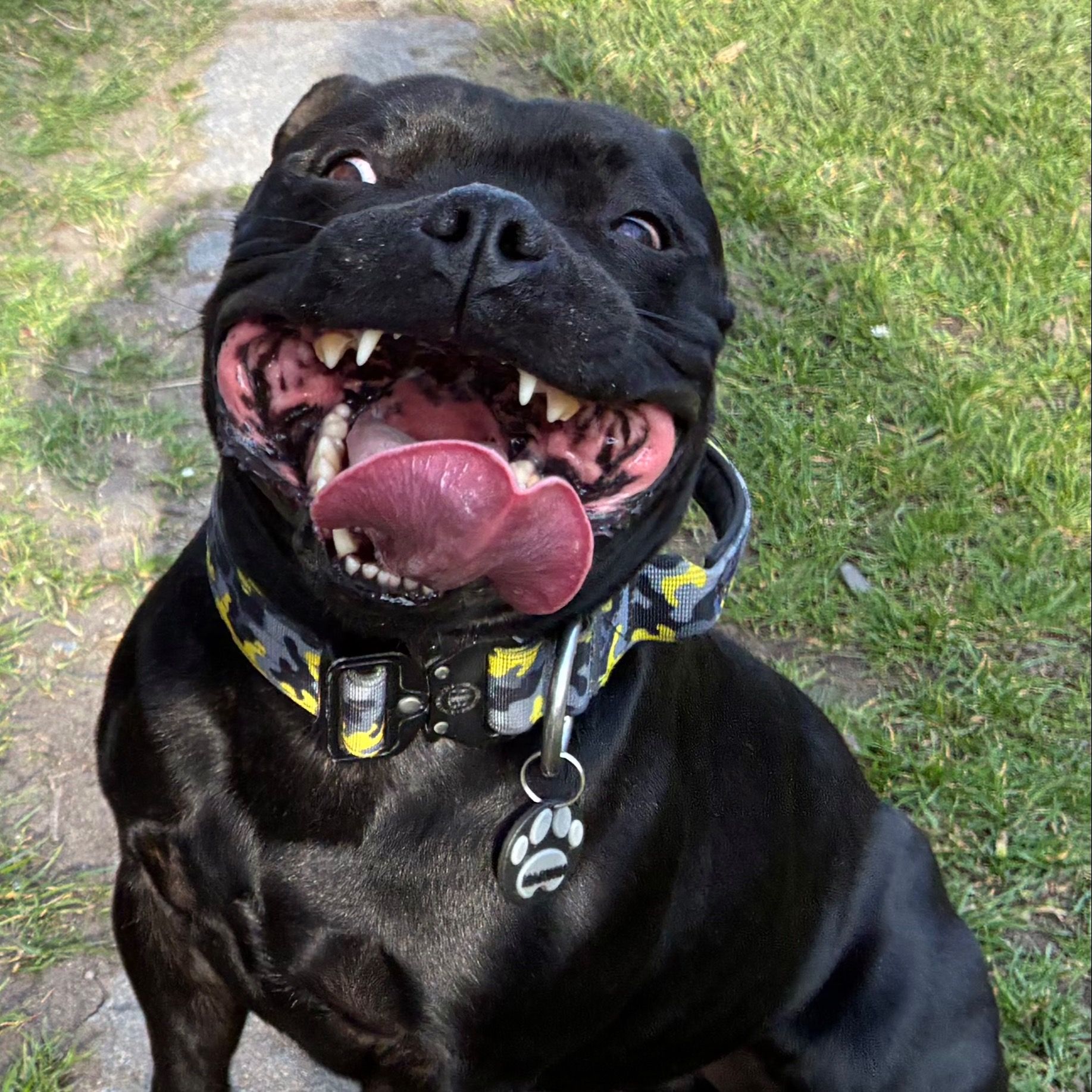 Soutěžní fotografie - Marwin -  Quorthon Ambassador Sun,  Stafordšírský bullterier