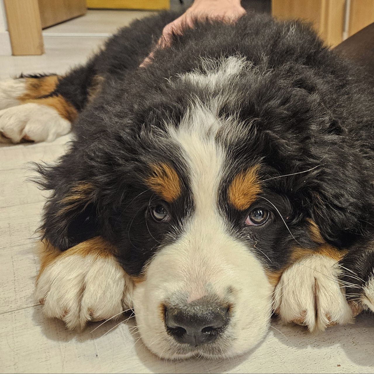 Soutěžní fotografie - Huňáč Cezar z Údolí šumavského,  Bernský salašnický pes