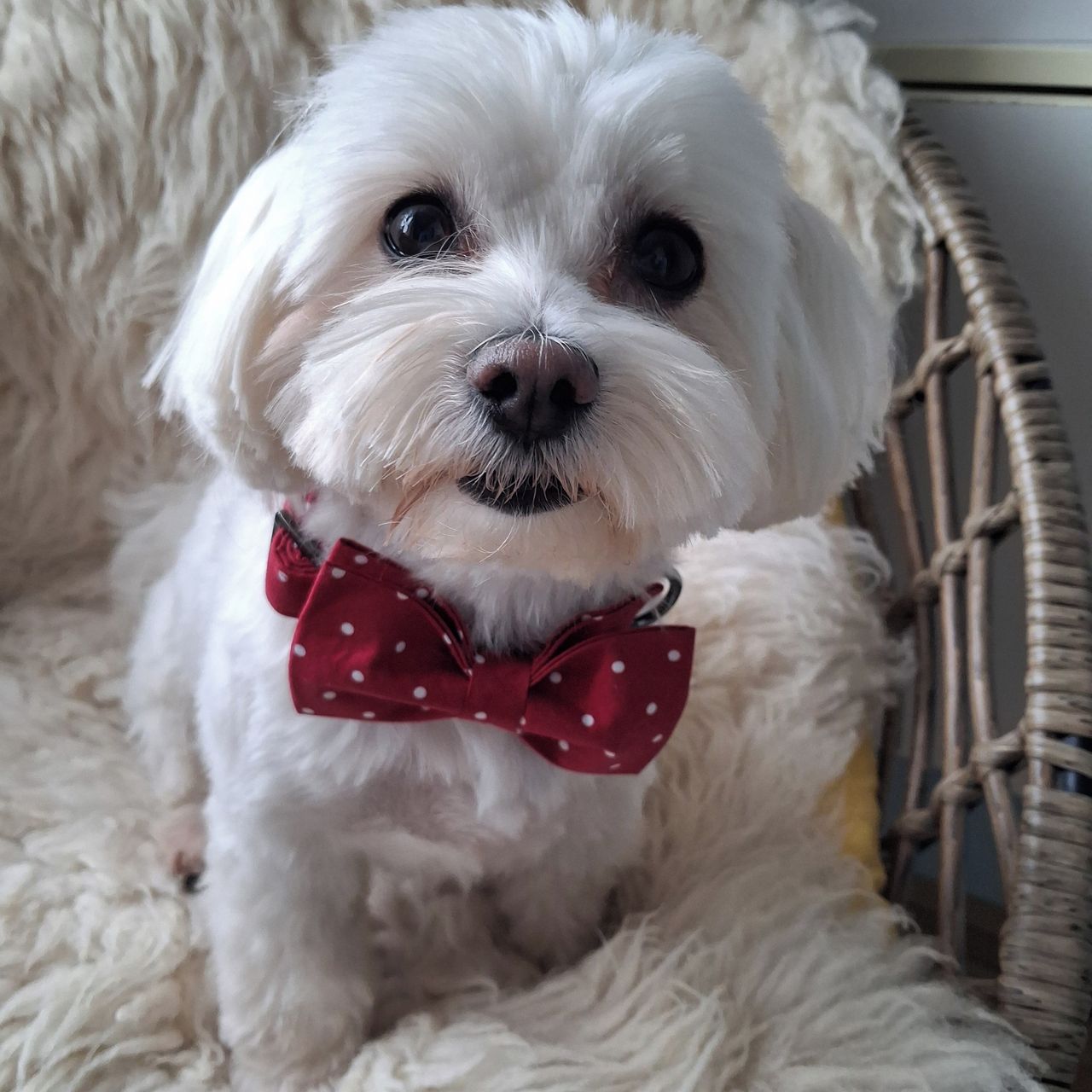 Soutěžní fotografie - FANNY,  Maltézský psík