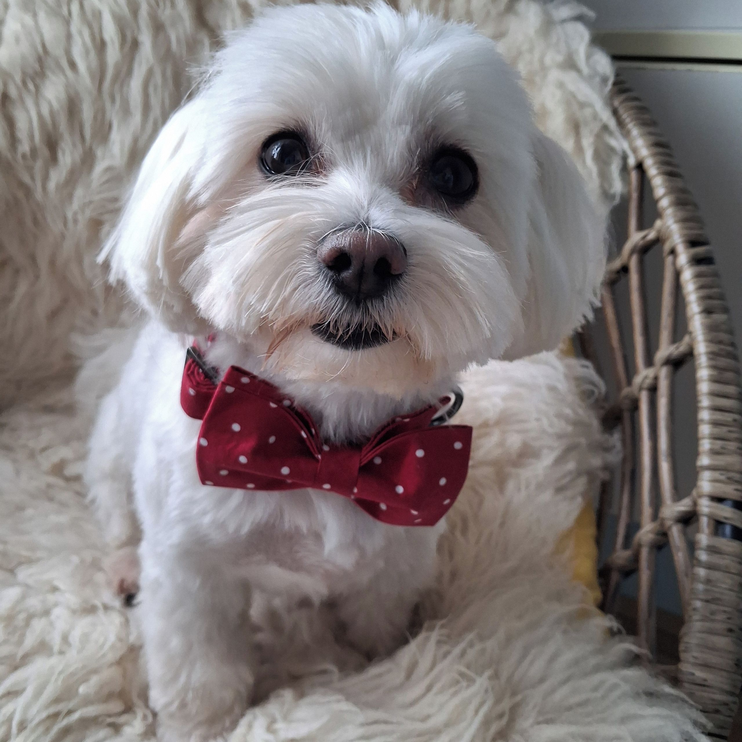 Soutěžní fotografie - FANNY,  Maltézský psík