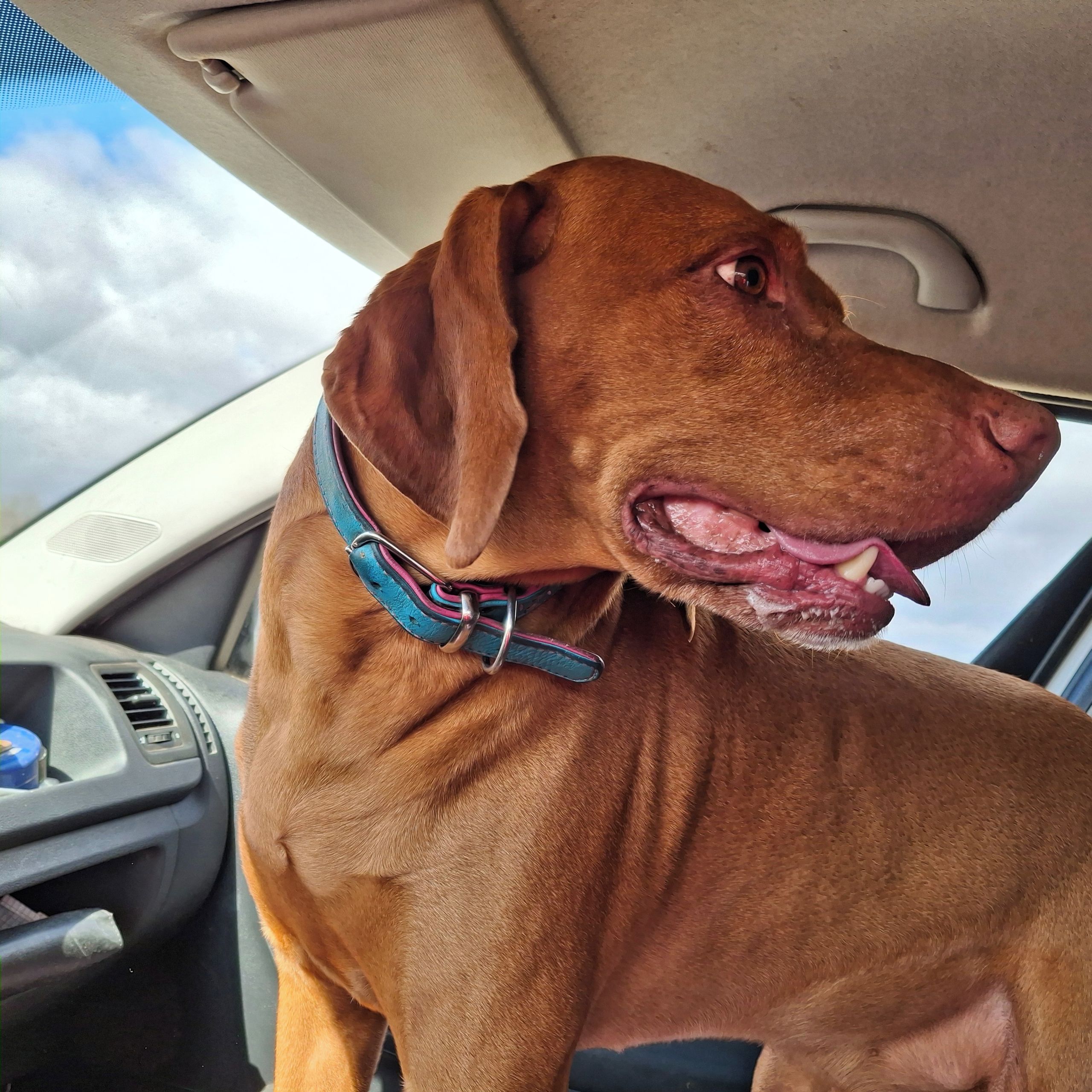 Soutěžní fotografie - Bax,  Maďarský ohař krátkosrstý