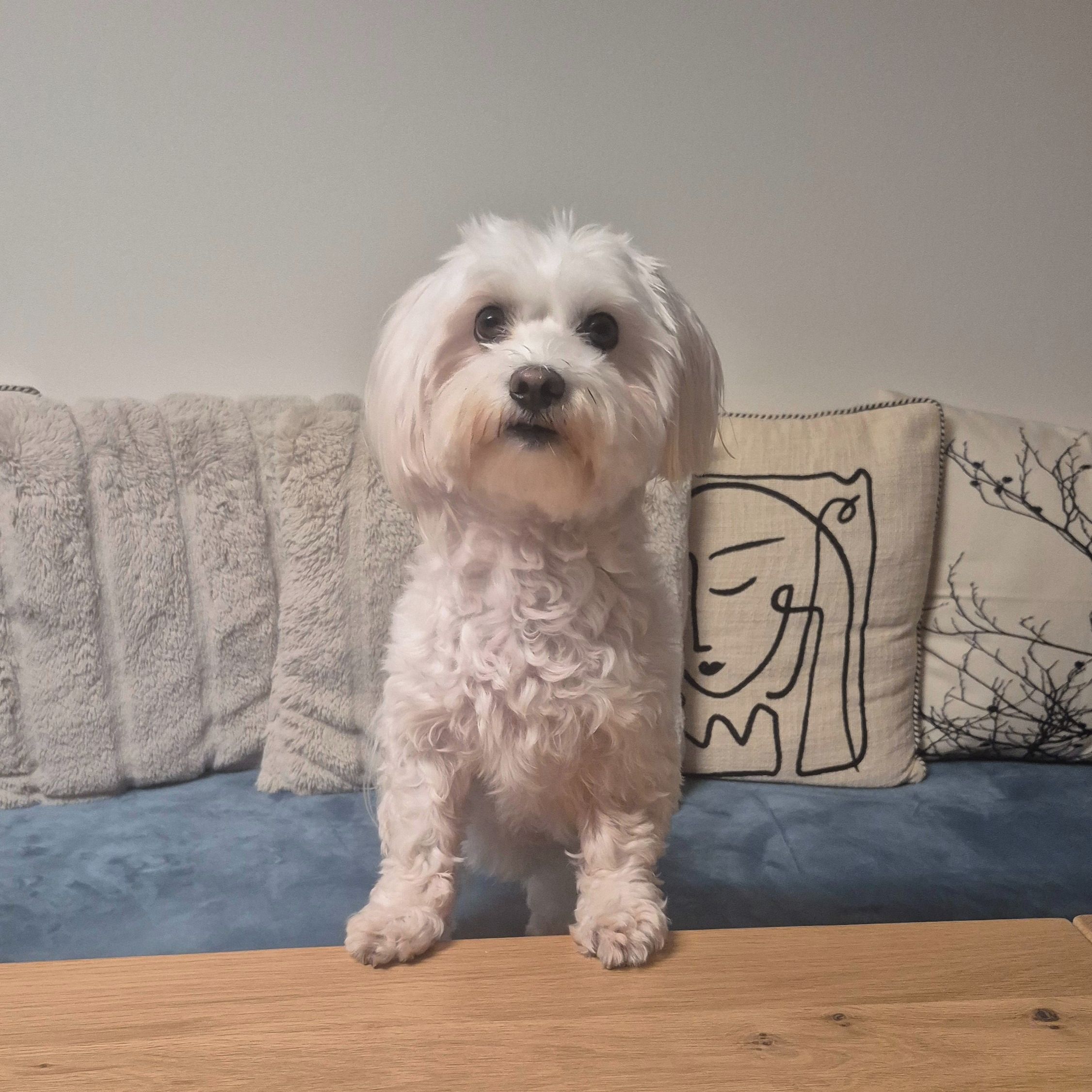 Soutěžní fotografie - Mia,  Maltézský psík