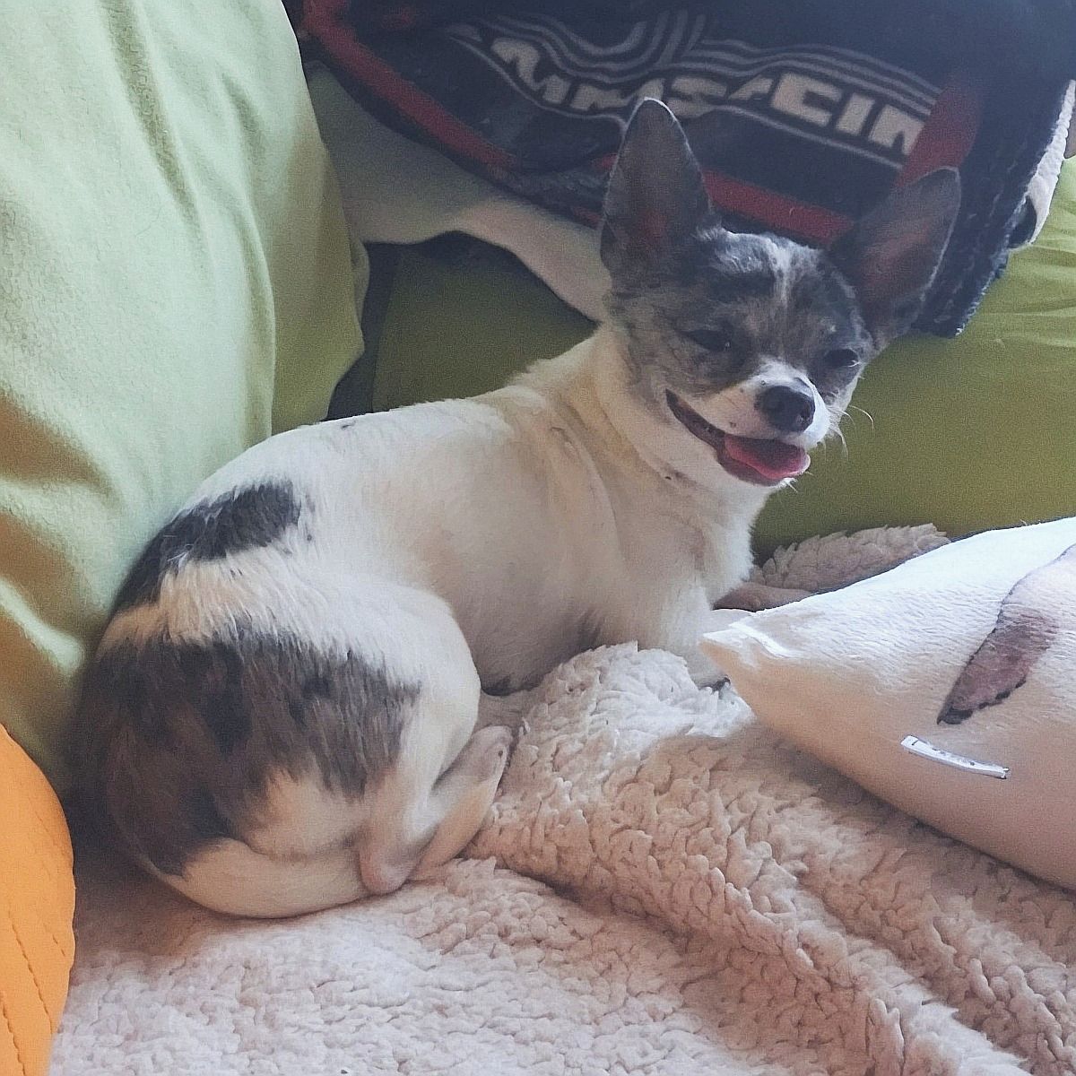 Soutěžní fotografie - Žíža,  Čivava krátkosrstá