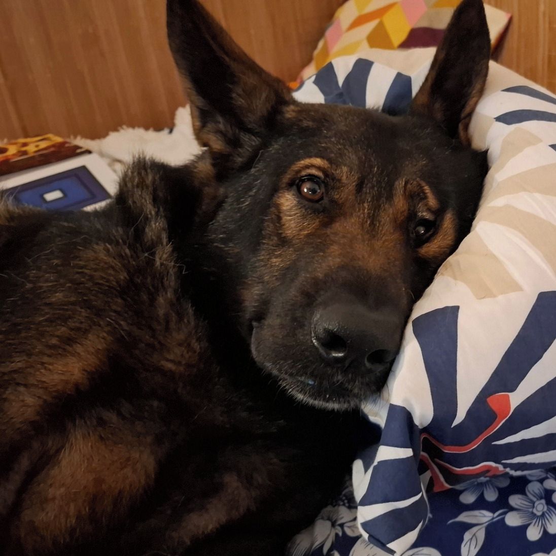 Soutěžní fotografie - Jonáš,  Německý ovčák