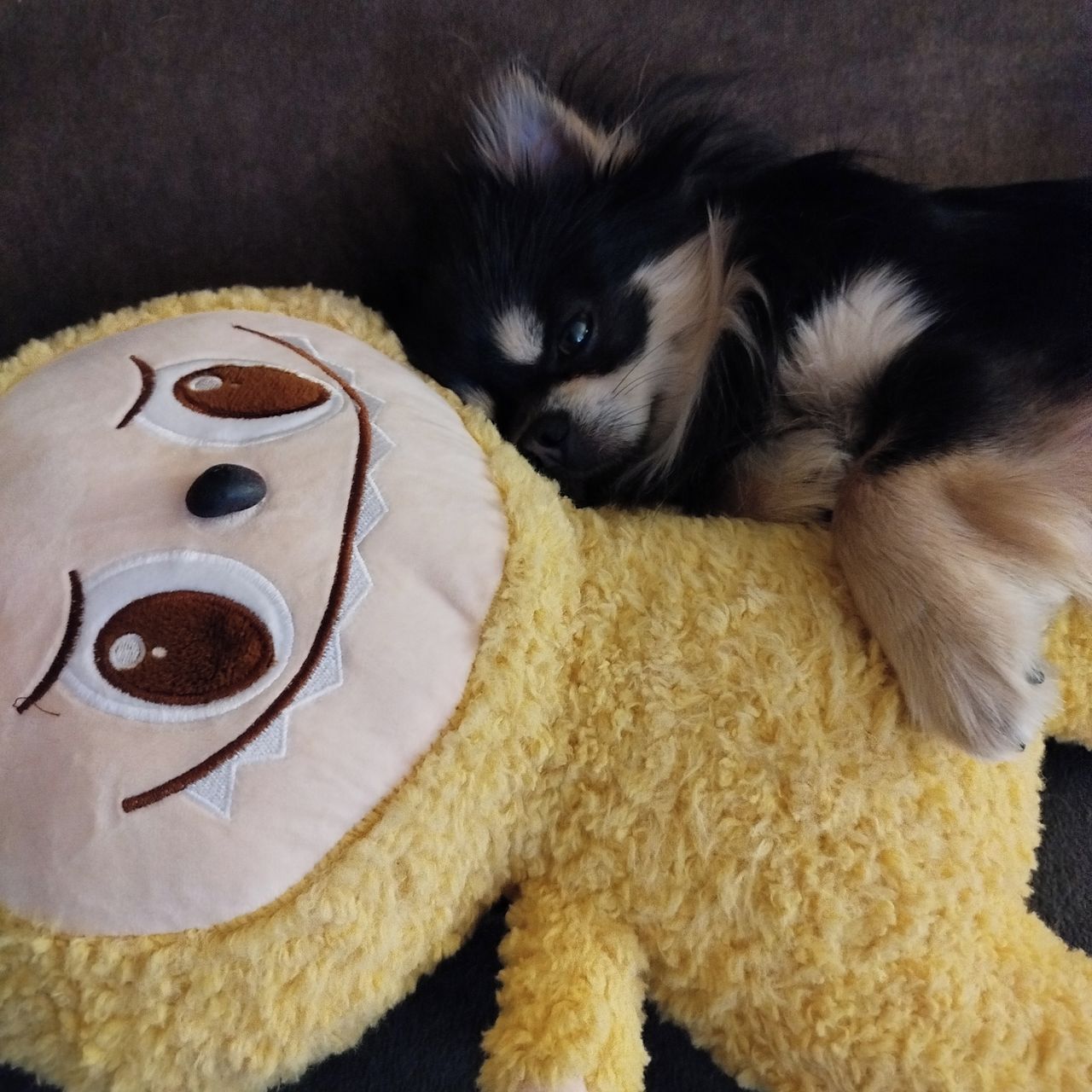 Soutěžní fotografie - Tobi,  Čivava dlouhosrstá