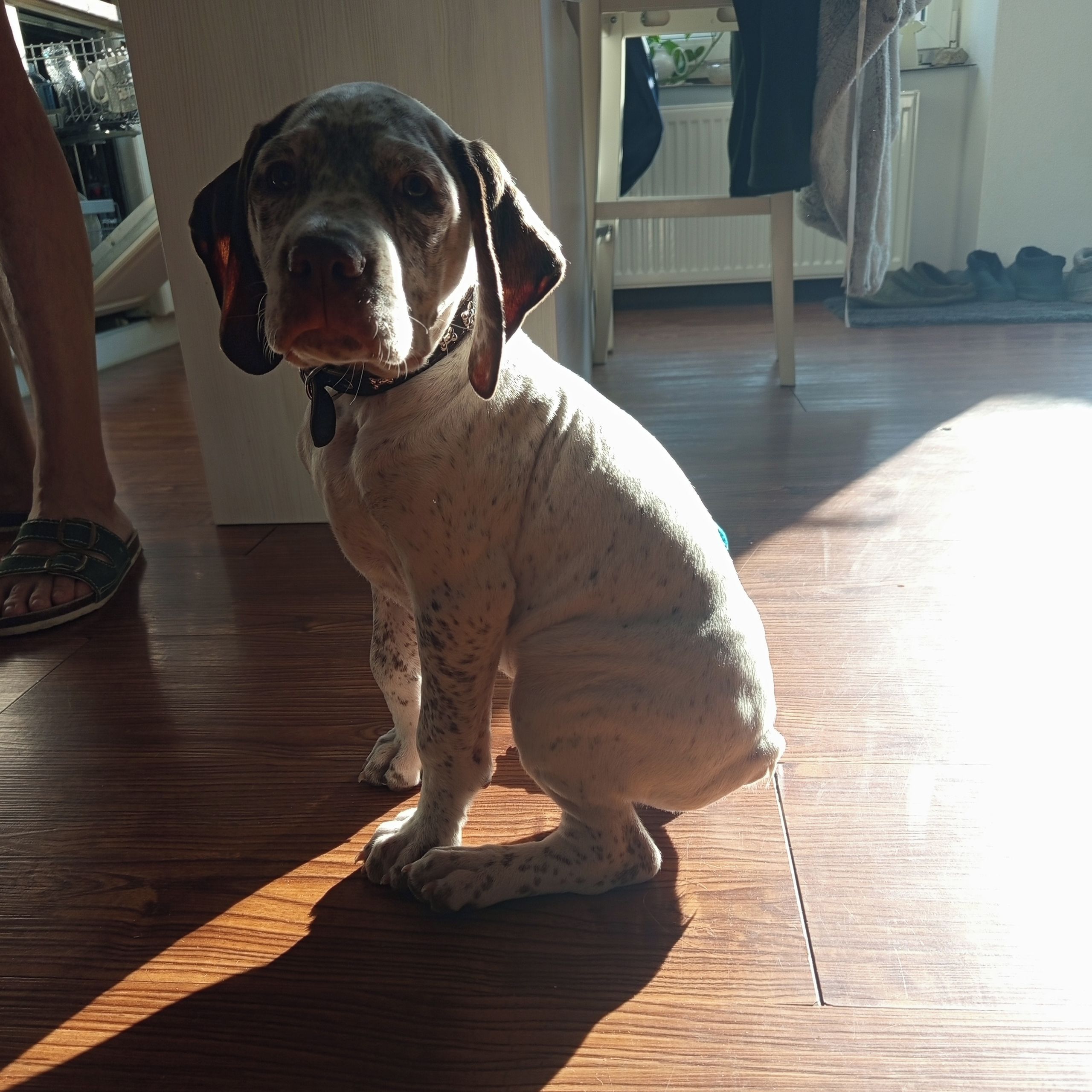 Soutěžní fotografie - Áres  Bourbonský krátkosrstý ohař,  Ostatní