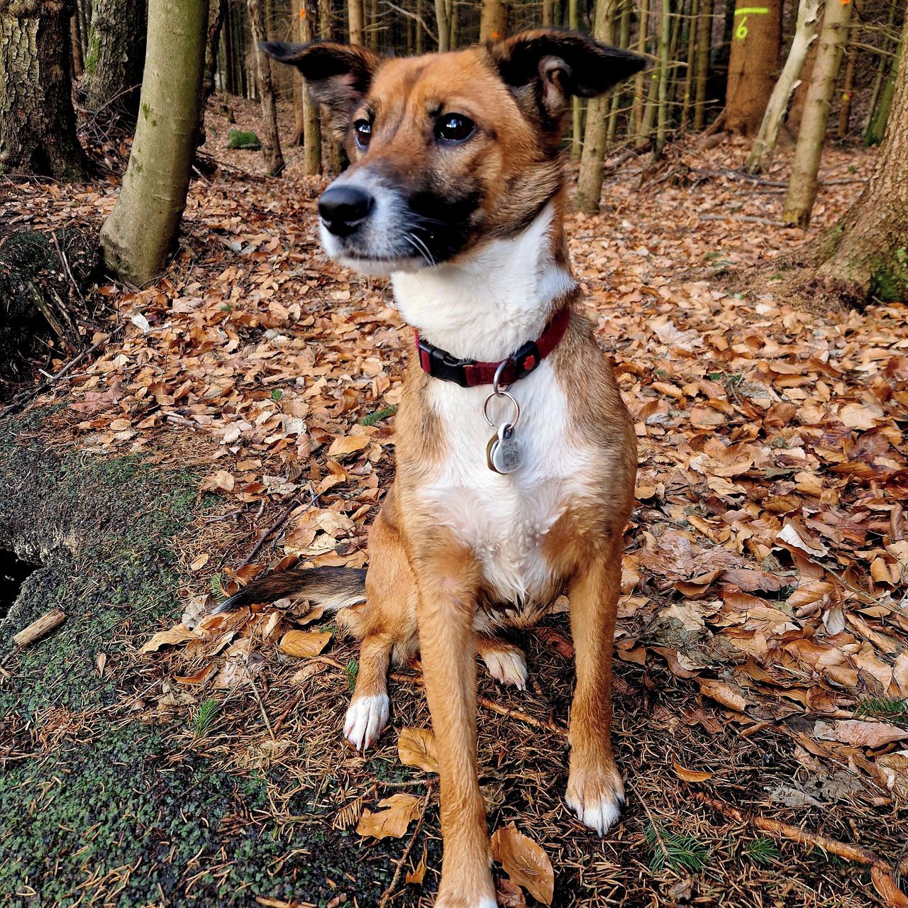 Soutěžní fotografie - Fanča,  Ostatní