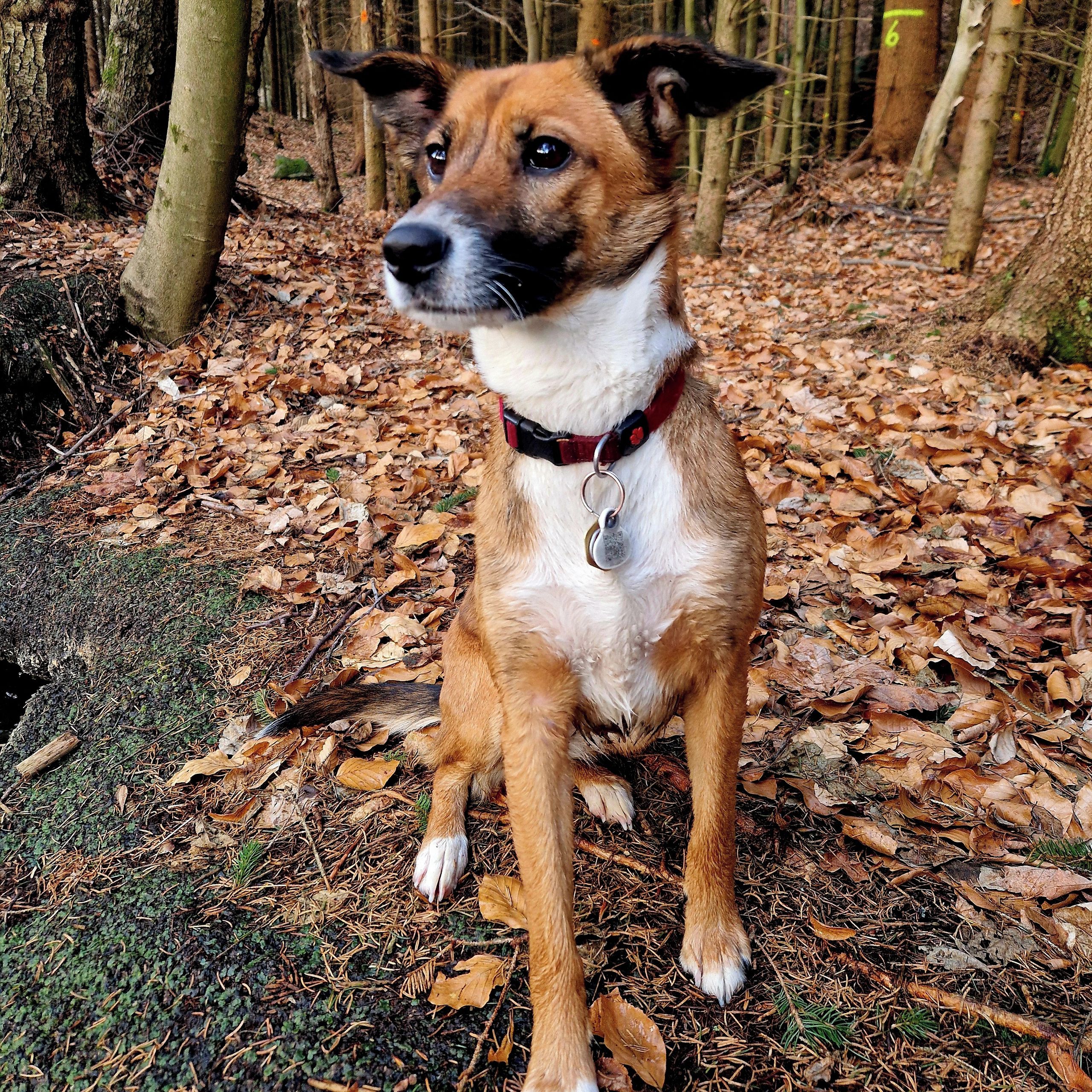 Soutěžní fotografie - Fanča,  Ostatní