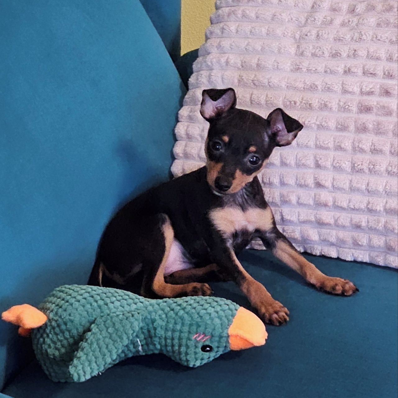 Soutěžní fotografie - Cipísek,  Pražský krysařík