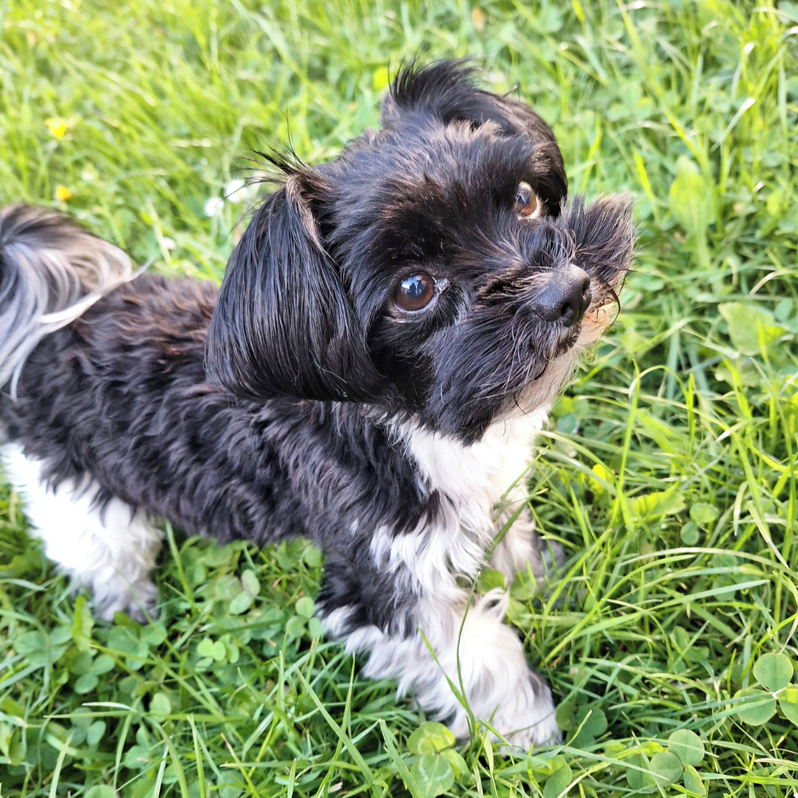 Soutěžní fotografie - Maxík,  Yorkšírský terier