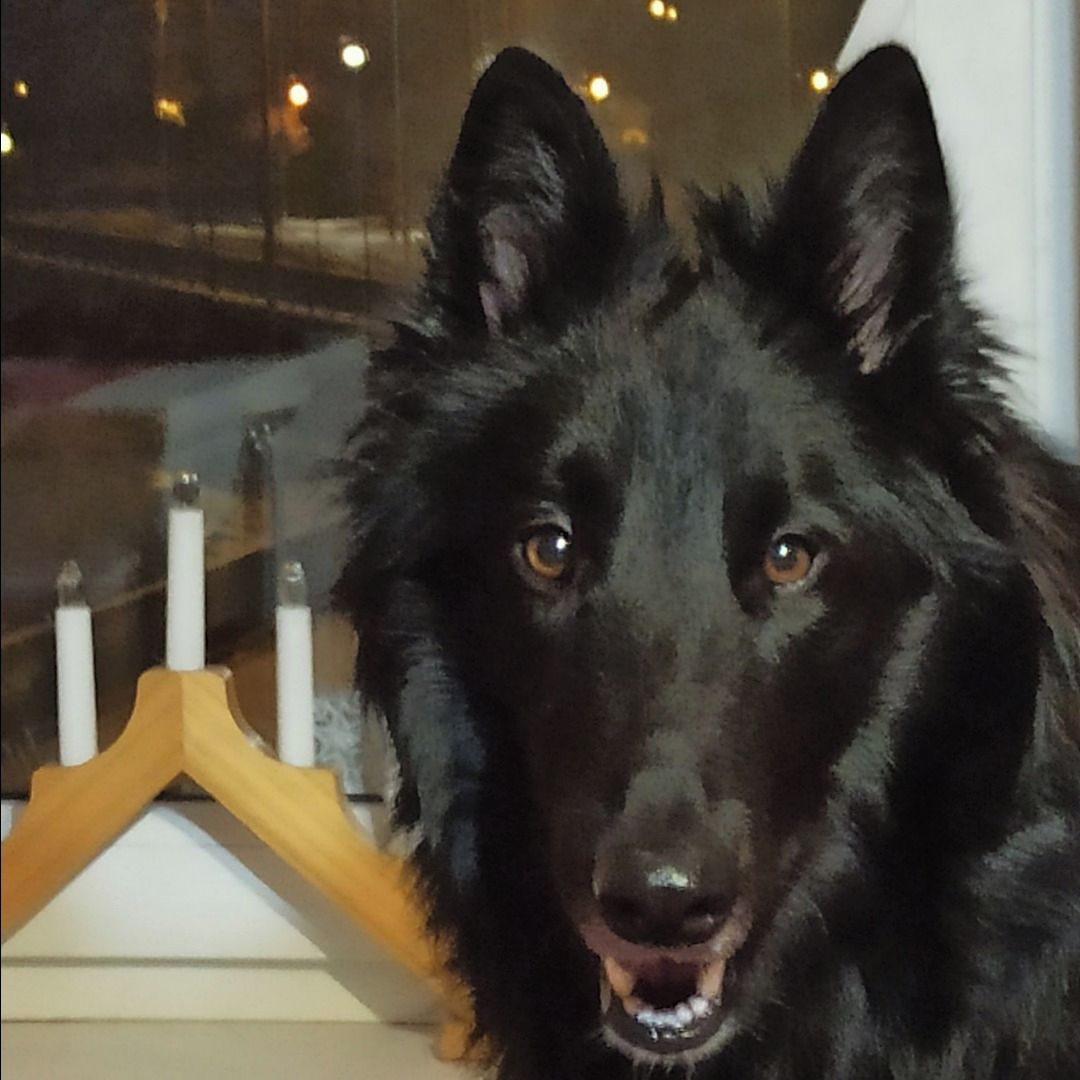 Soutěžní fotografie - Leon,  Belgický ovčák - Groenendael