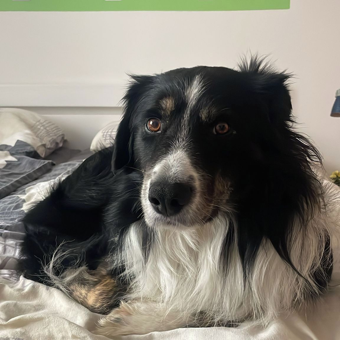 Soutěžní fotografie - Rastík,  Border kolie