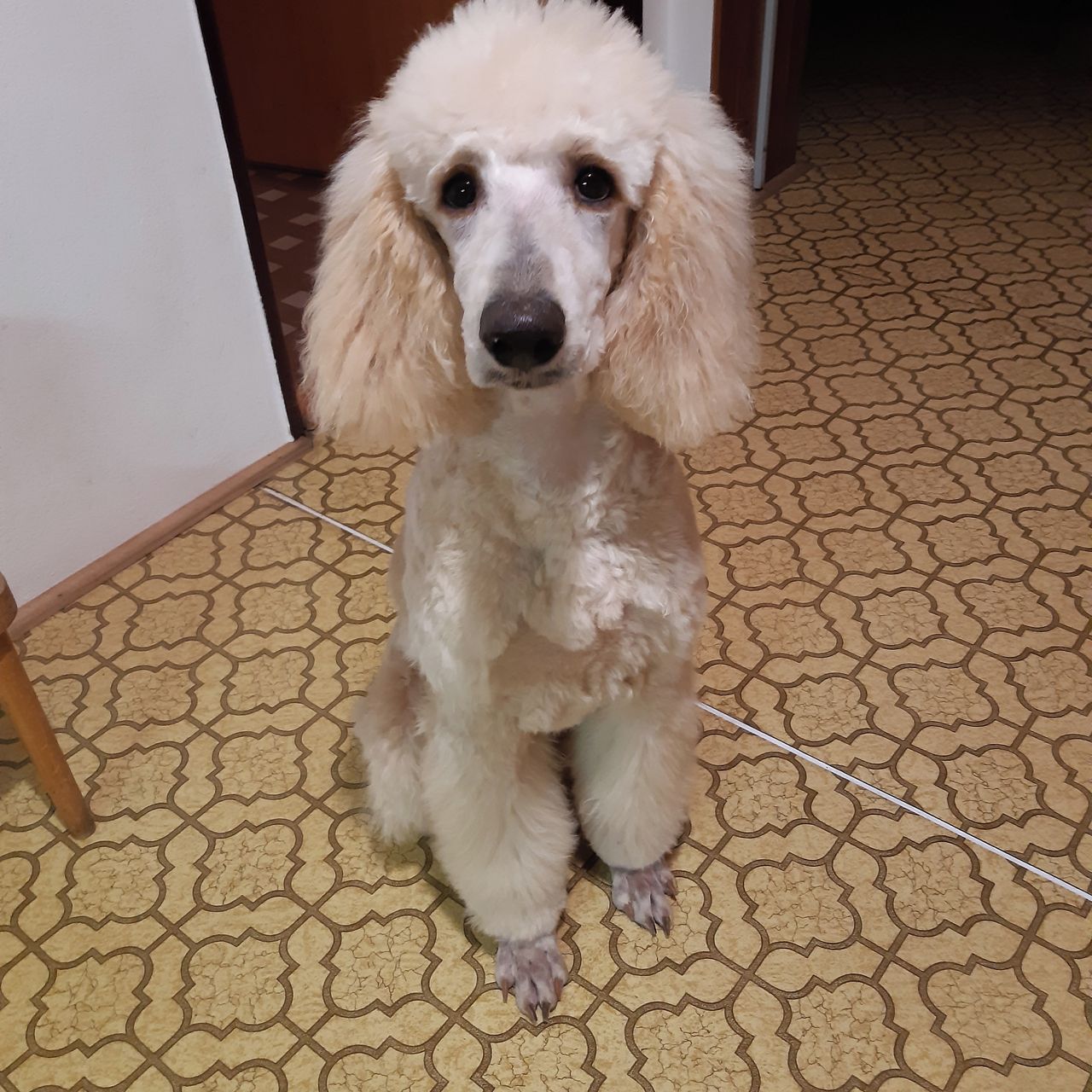 Soutěžní fotografie - Alita,  Pudl