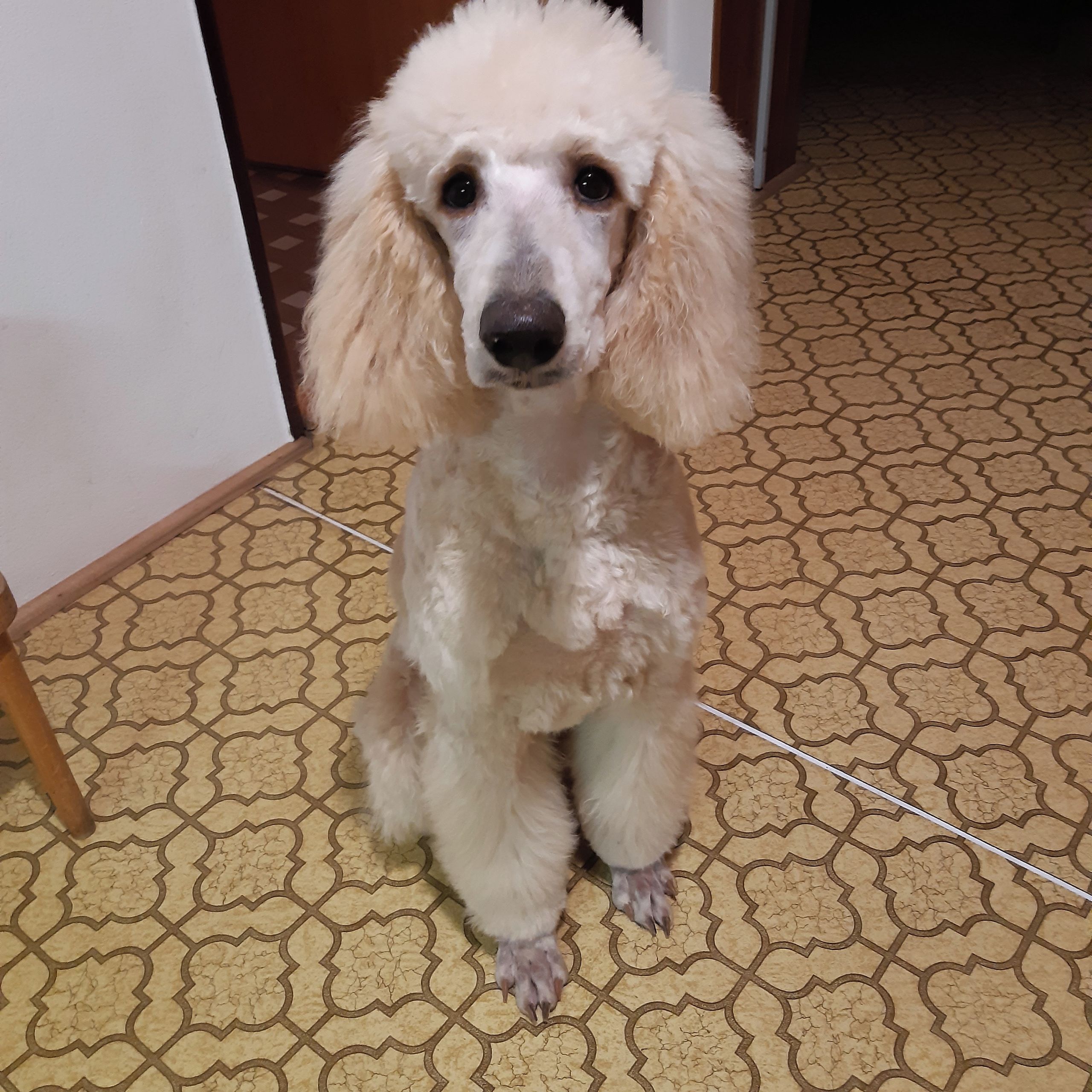 Soutěžní fotografie - Alita,  Pudl