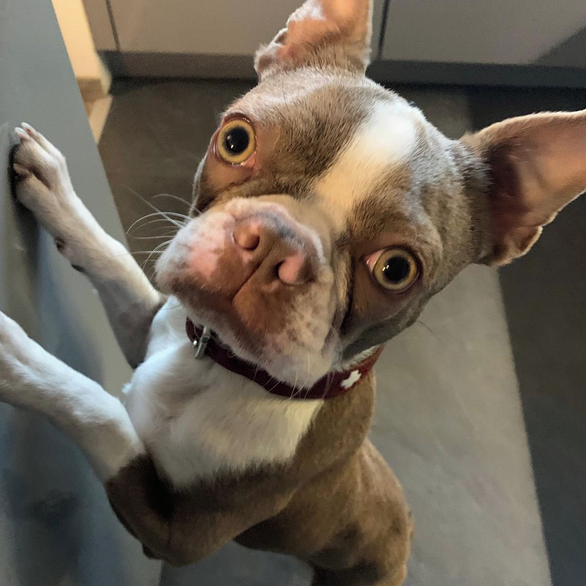 Soutěžní fotografie - Aurora,  Bostonský terier