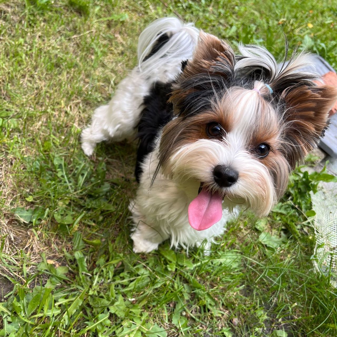 Soutěžní fotografie - Bibi,  Yorkšírský terier