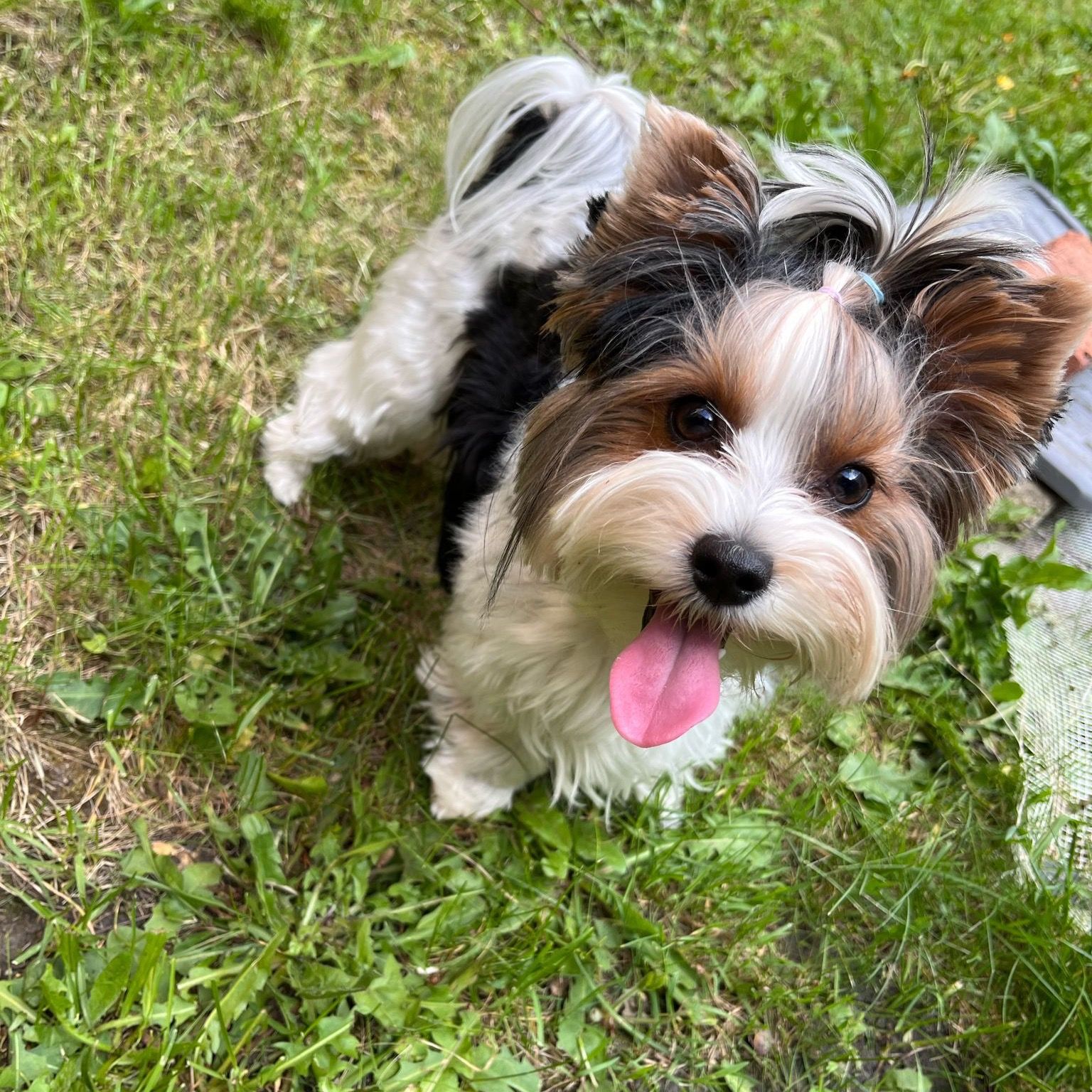 Soutěžní fotografie - Bibi,  Yorkšírský terier