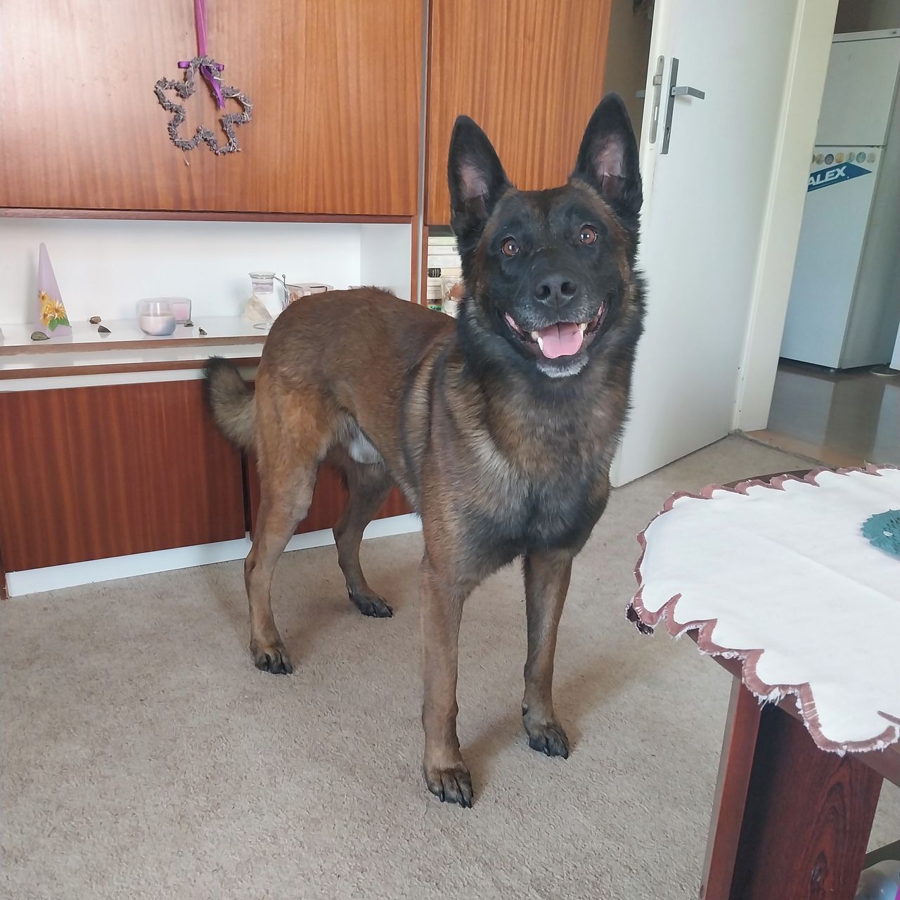 Soutěžní fotografie - Borovice Ginger Jump,  Belgický ovčák - Malinois
