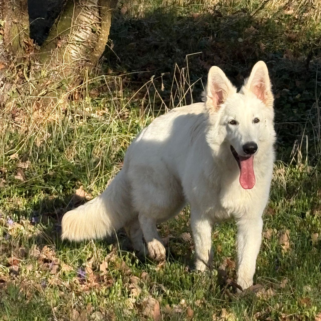 Soutěžní fotografie - Felix,  Bílý švýcarský ovčák