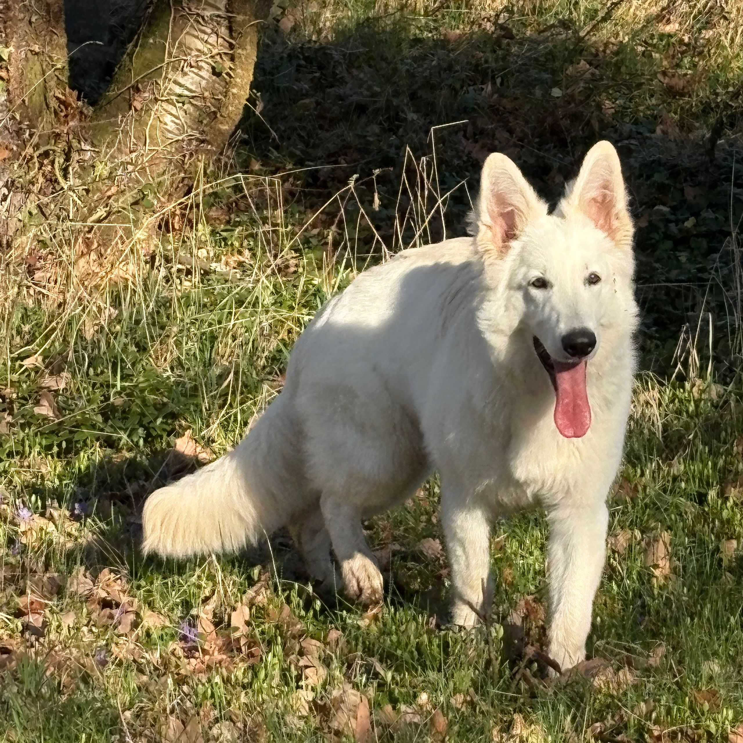 Soutěžní fotografie - Felix,  Bílý švýcarský ovčák