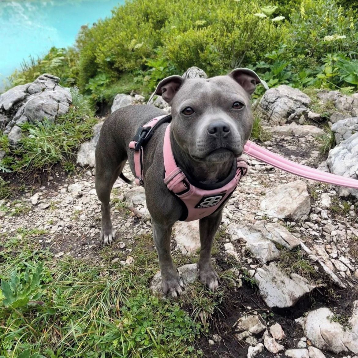 Soutěžní fotografie - Meggie,  Stafordšírský bullterier