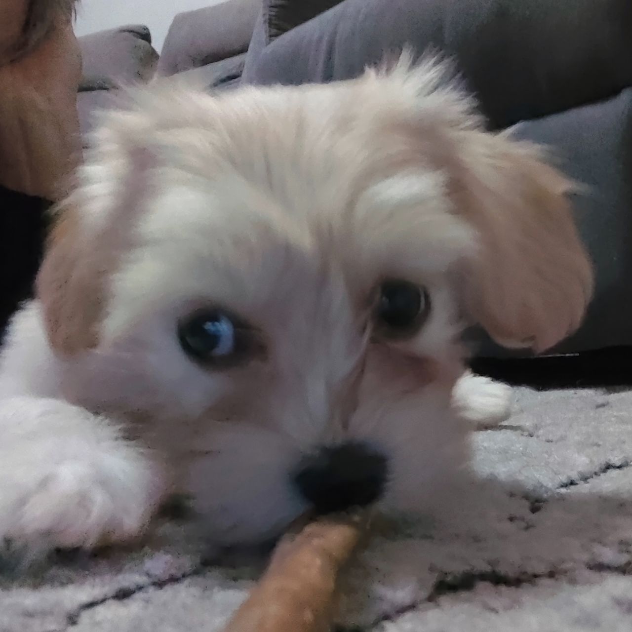 Soutěžní fotografie - Kessi,  Havanský psík