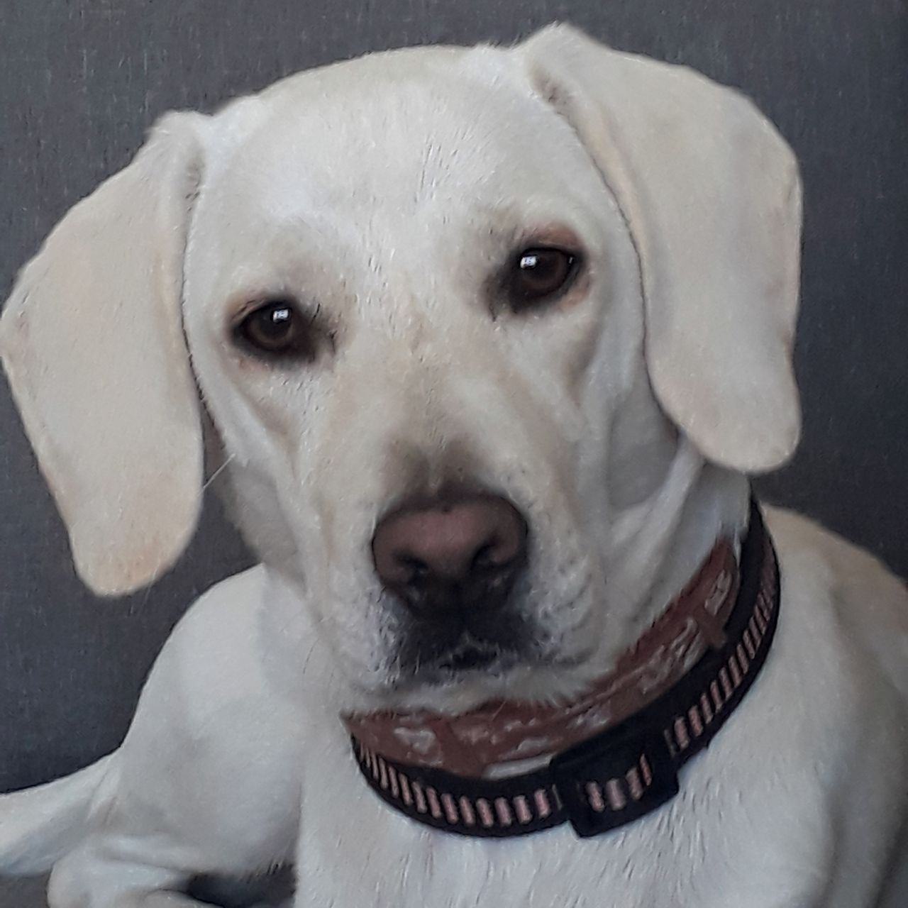 Soutěžní fotografie - Mia,  Ostatní