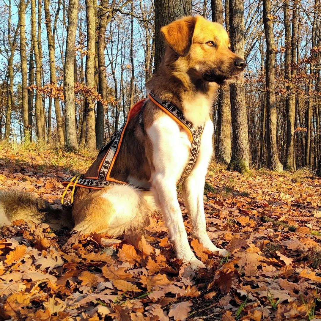 Soutěžní fotografie - Baileys,  Český horský pes