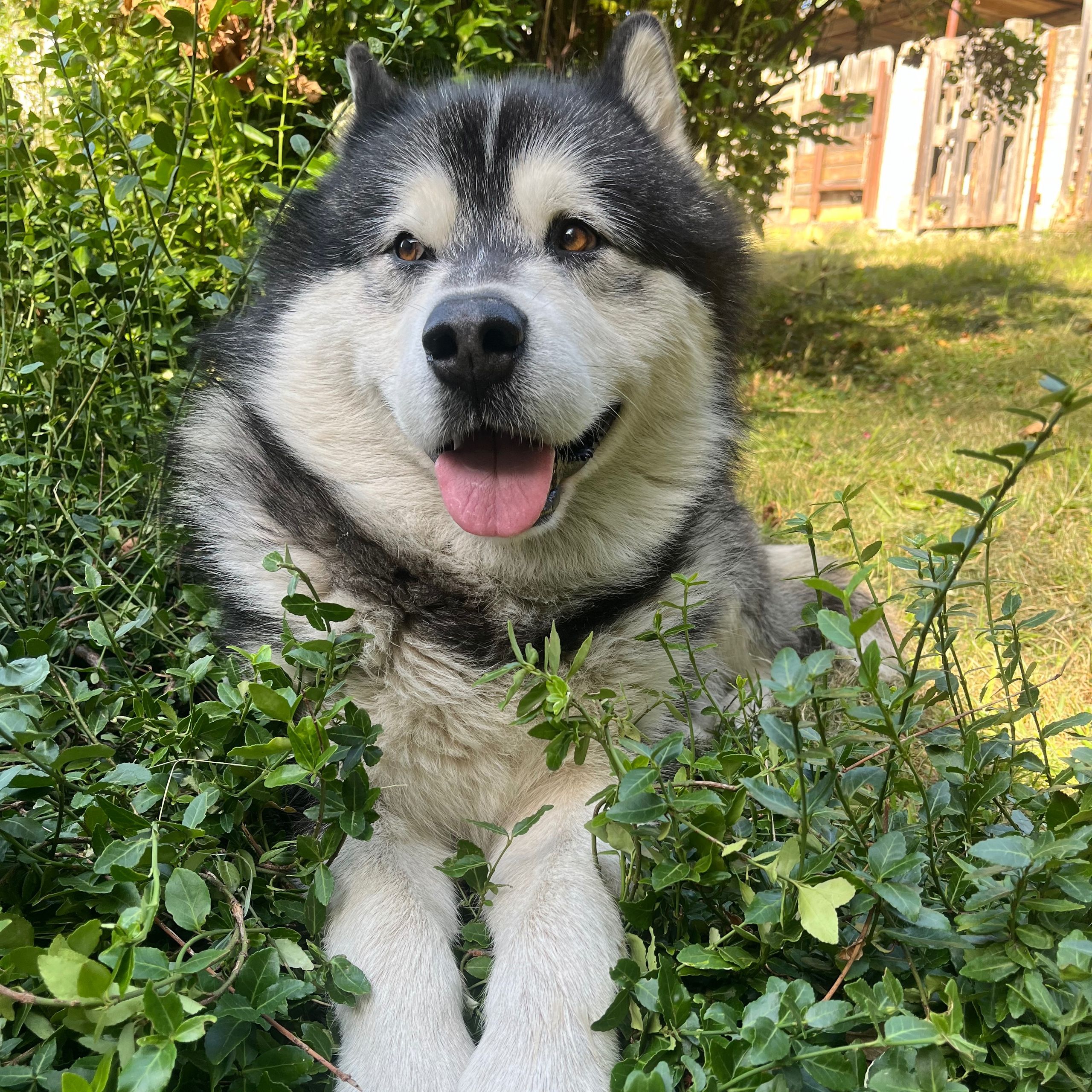 Soutěžní fotografie - Boomer,  Aljašský malamut