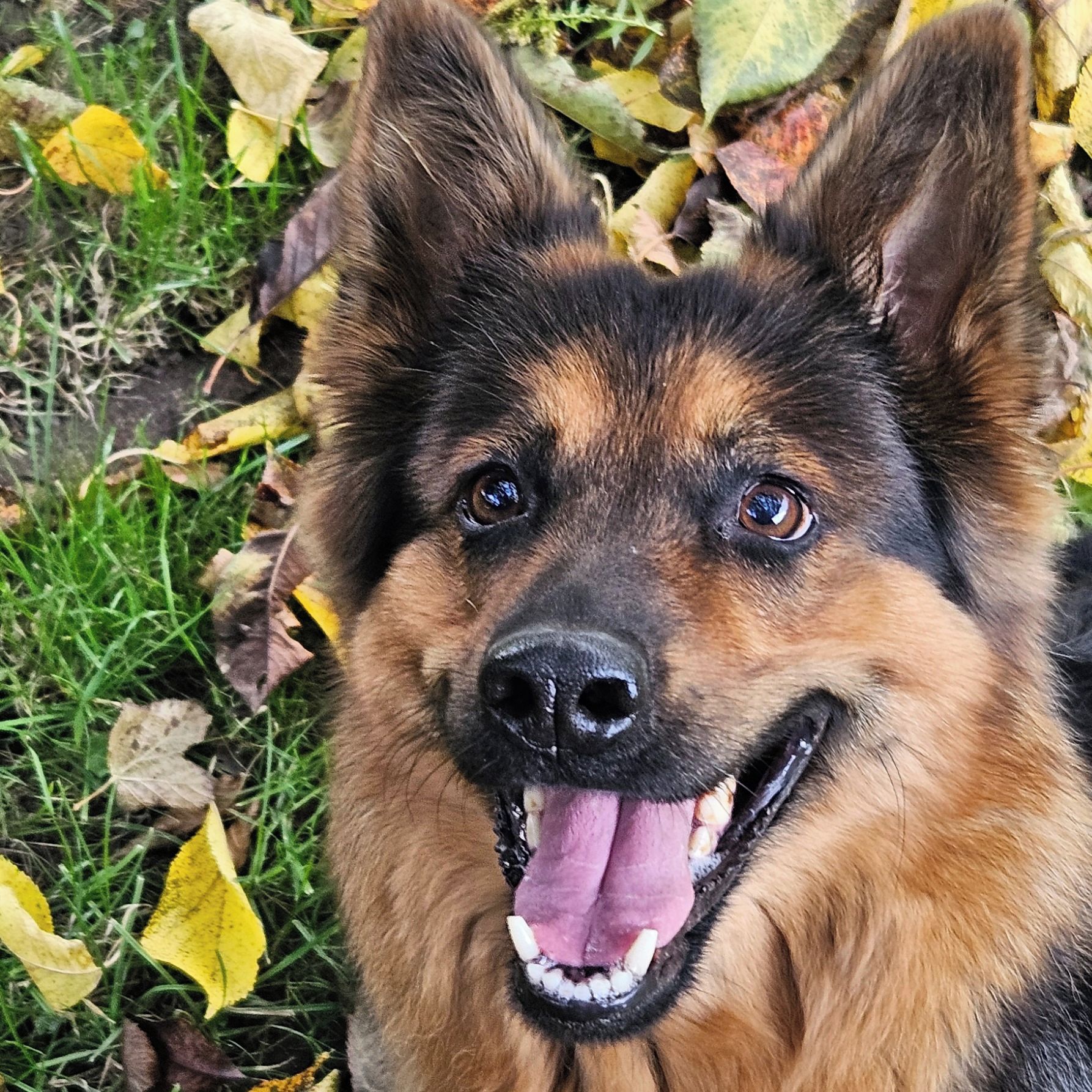 Soutěžní fotografie - LENIA VIGILLO,  Chodský pes