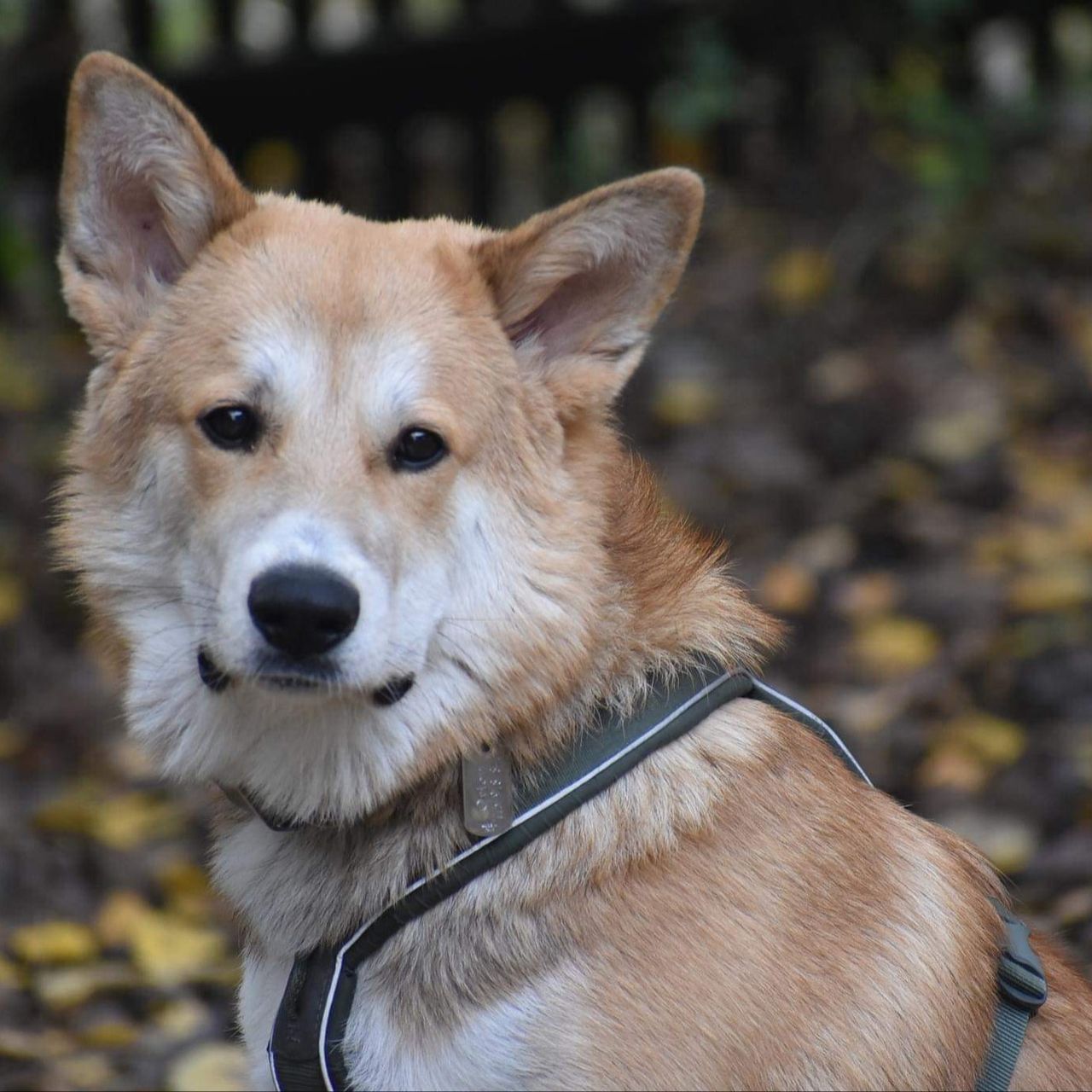 Soutěžní fotografie - Orion,  Kanaánský pes