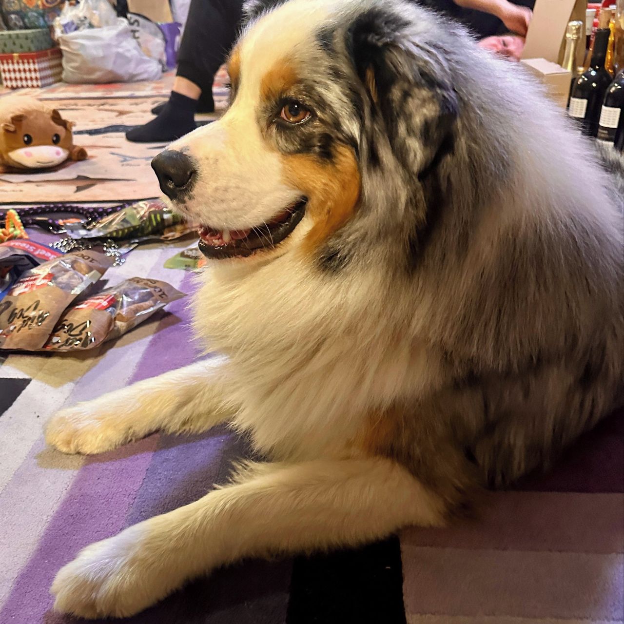 Soutěžní fotografie - Denny,  Australský ovčák