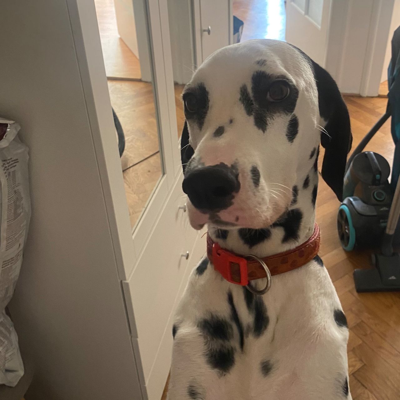 Soutěžní fotografie - Elza,  Dalmatin