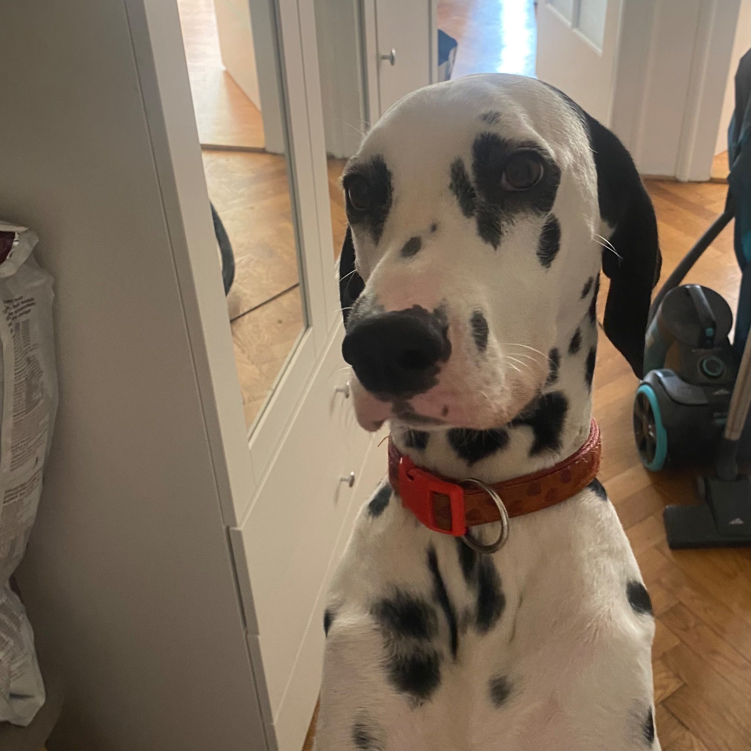 Soutěžní fotografie - Elza,  Dalmatin