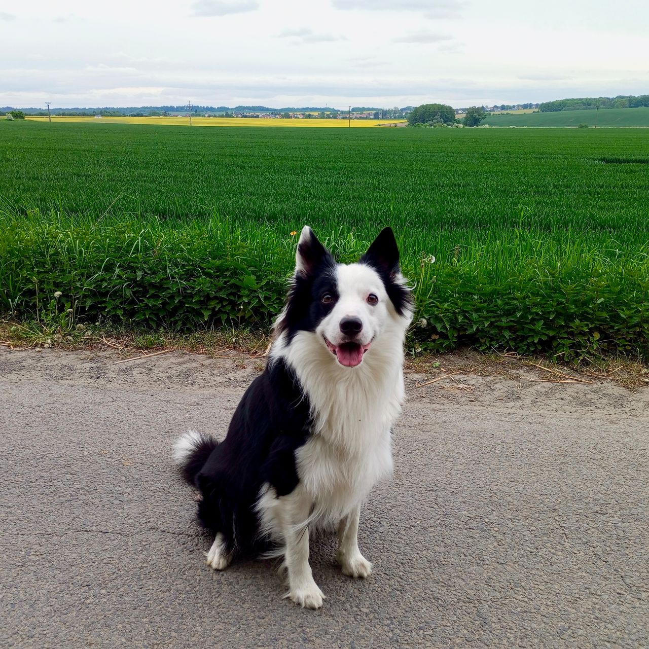 Soutěžní fotografie - Chiko,  Border kolie
