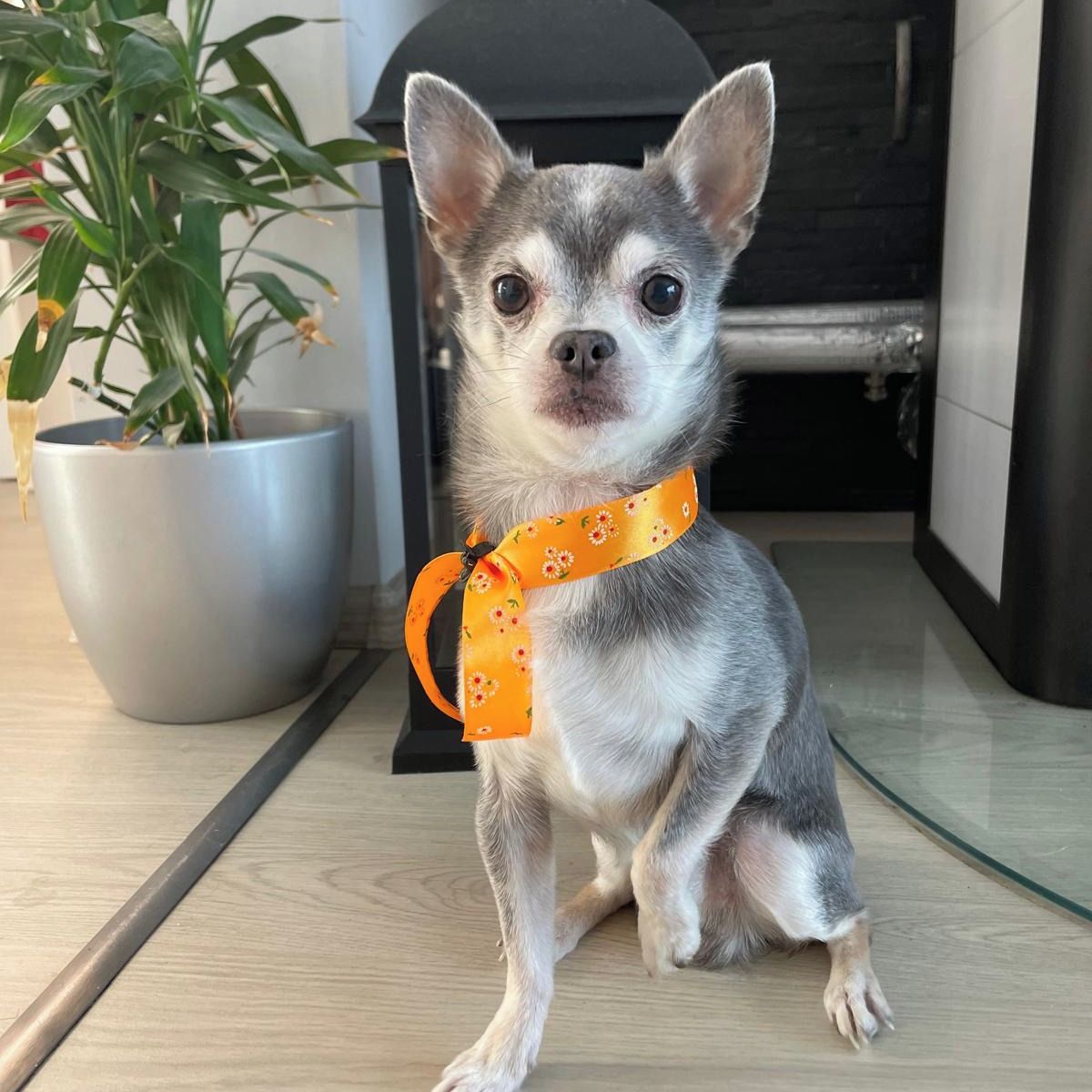 Soutěžní fotografie - Filip,  Čivava krátkosrstá