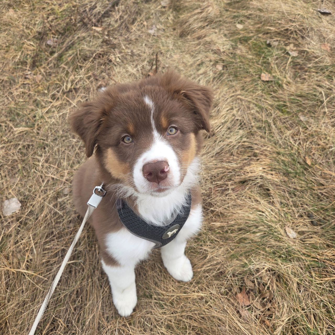 Soutěžní fotografie - Cora,  Australský ovčák