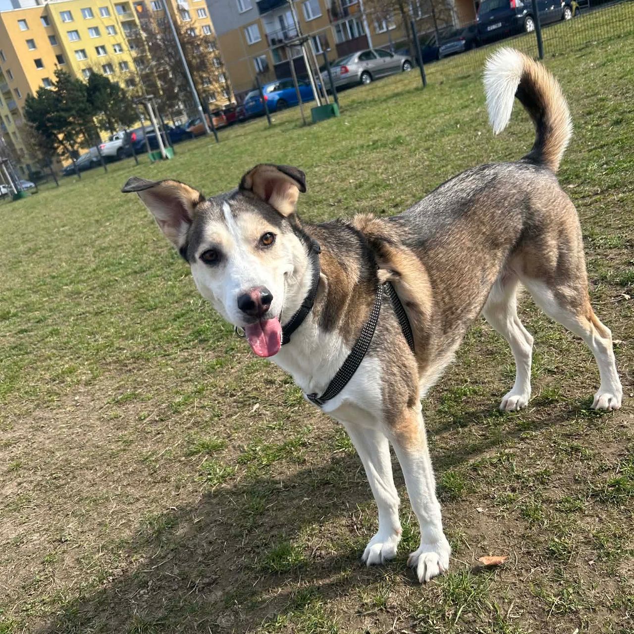 Soutěžní fotografie - Spencer,  Ostatní
