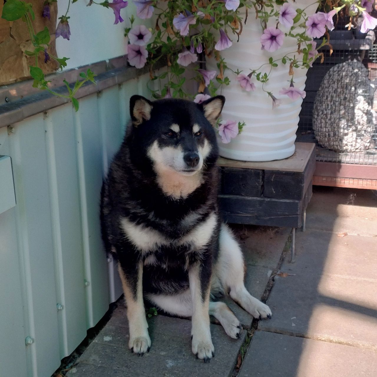 Soutěžní fotografie - Mia,  Shiba