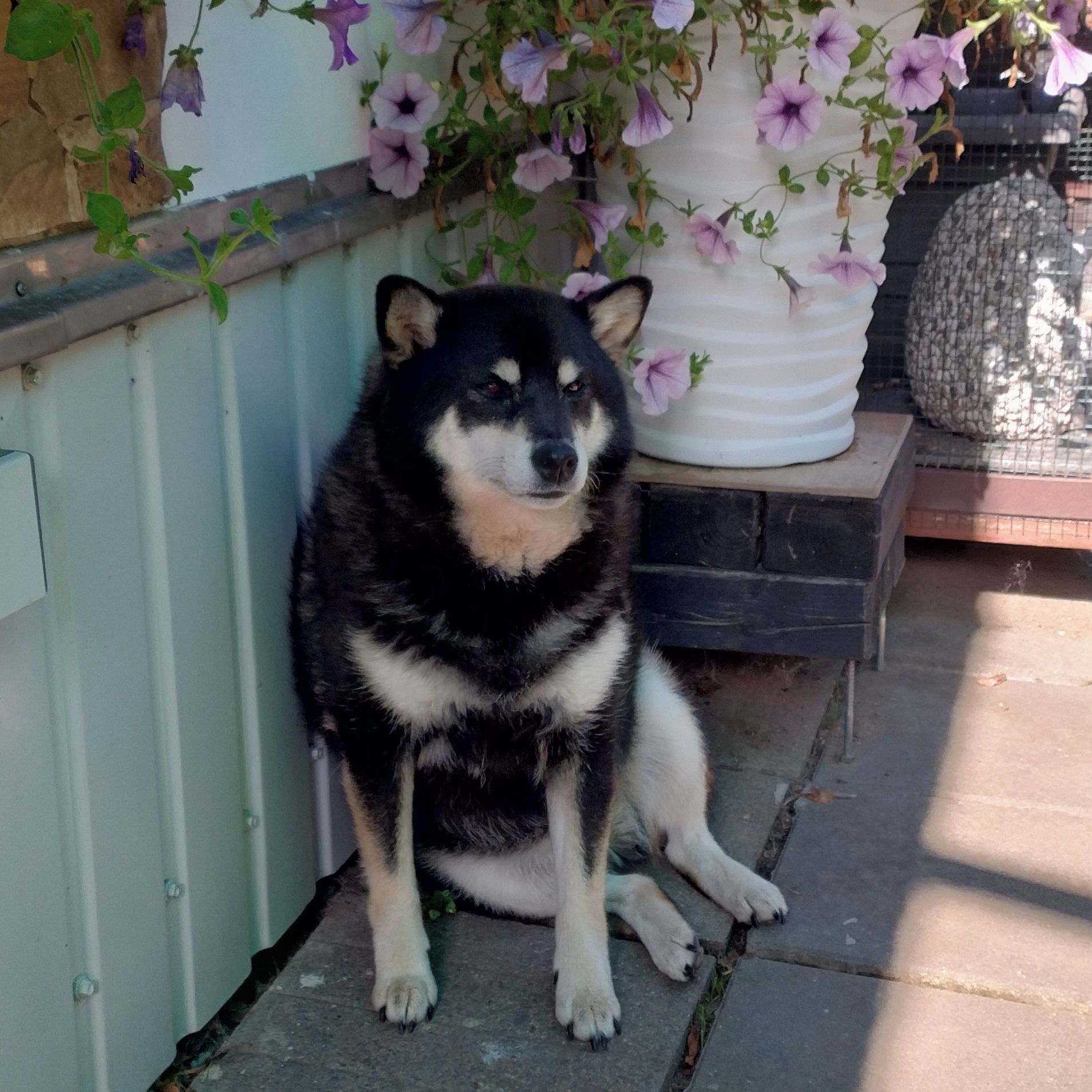 Soutěžní fotografie - Mia,  Shiba