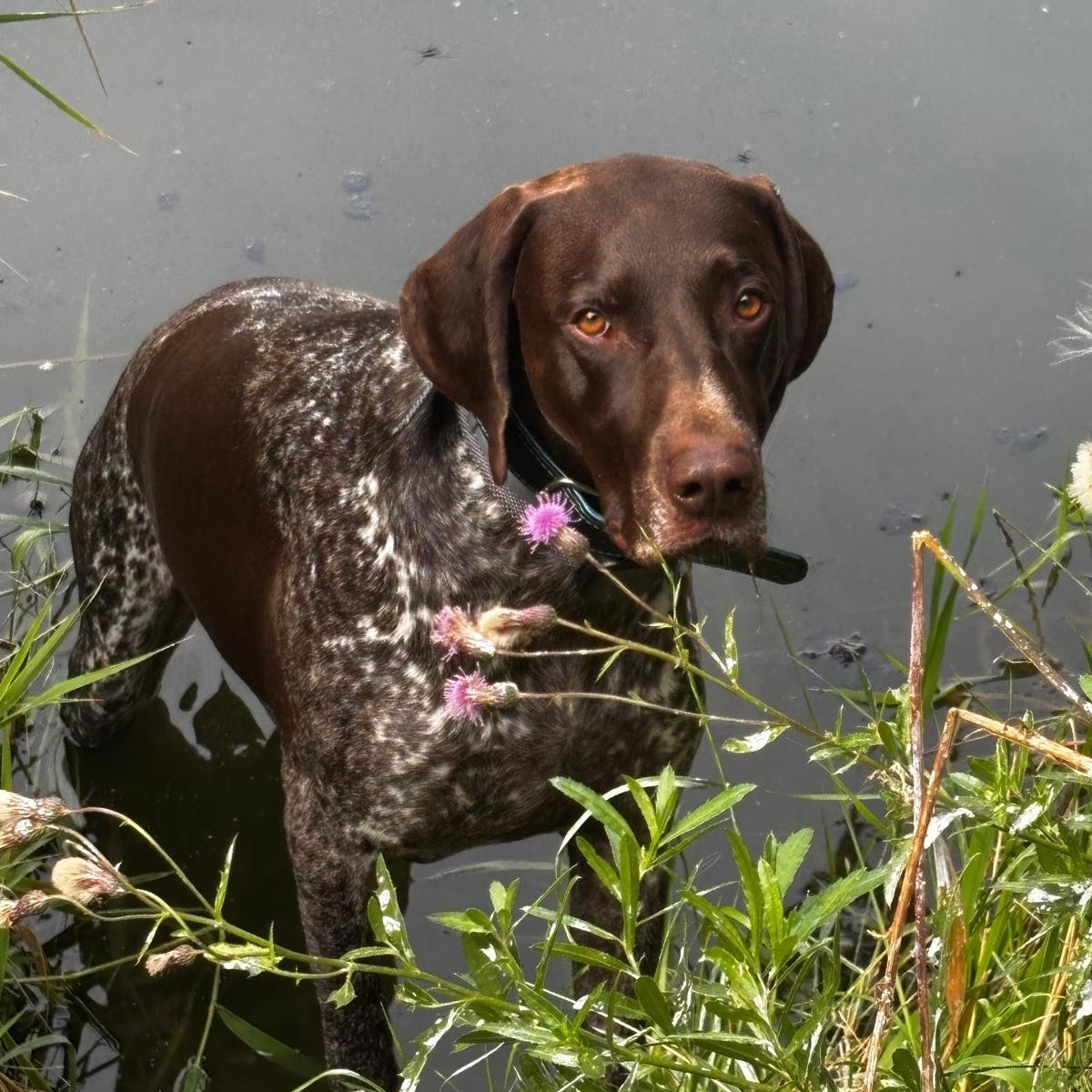 Soutěžní fotografie - Mailo,  Německý ohař krátkosrstý